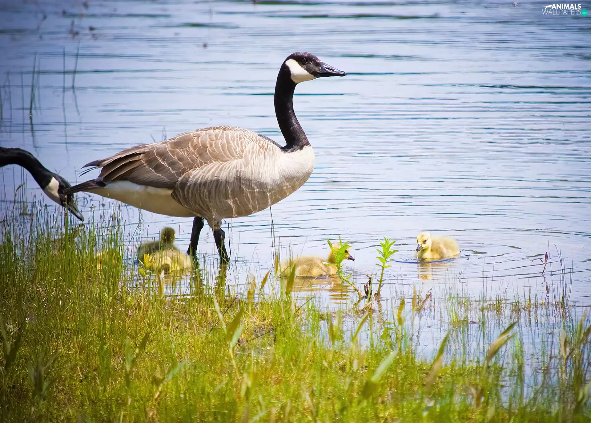 water, geese, Canadian Goose