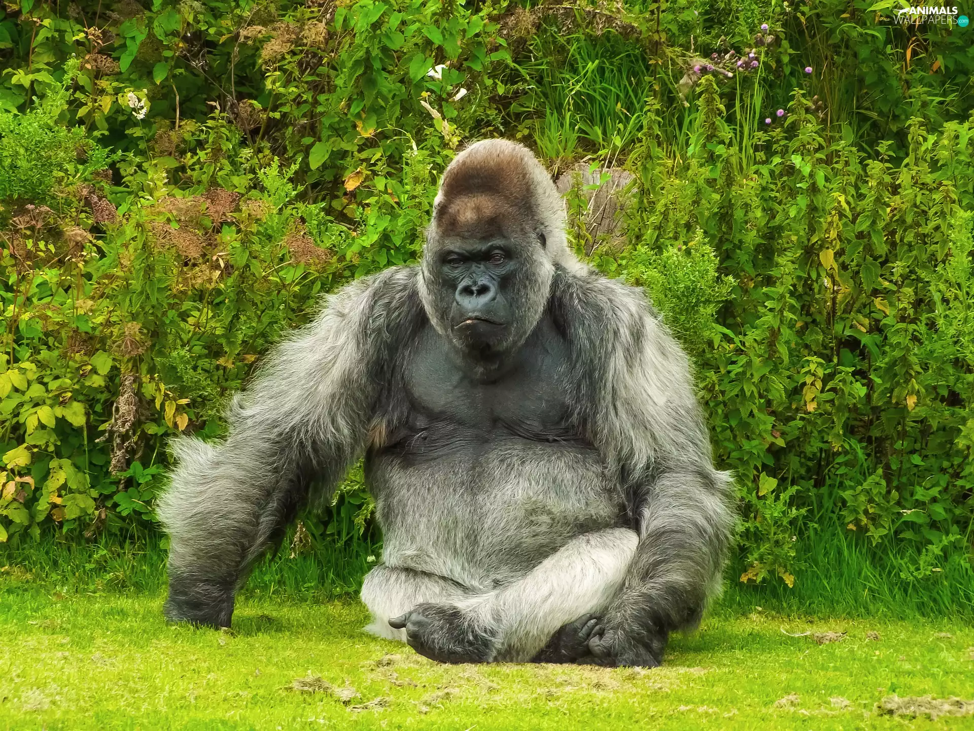 sitter, grass, VEGETATION, gorilla