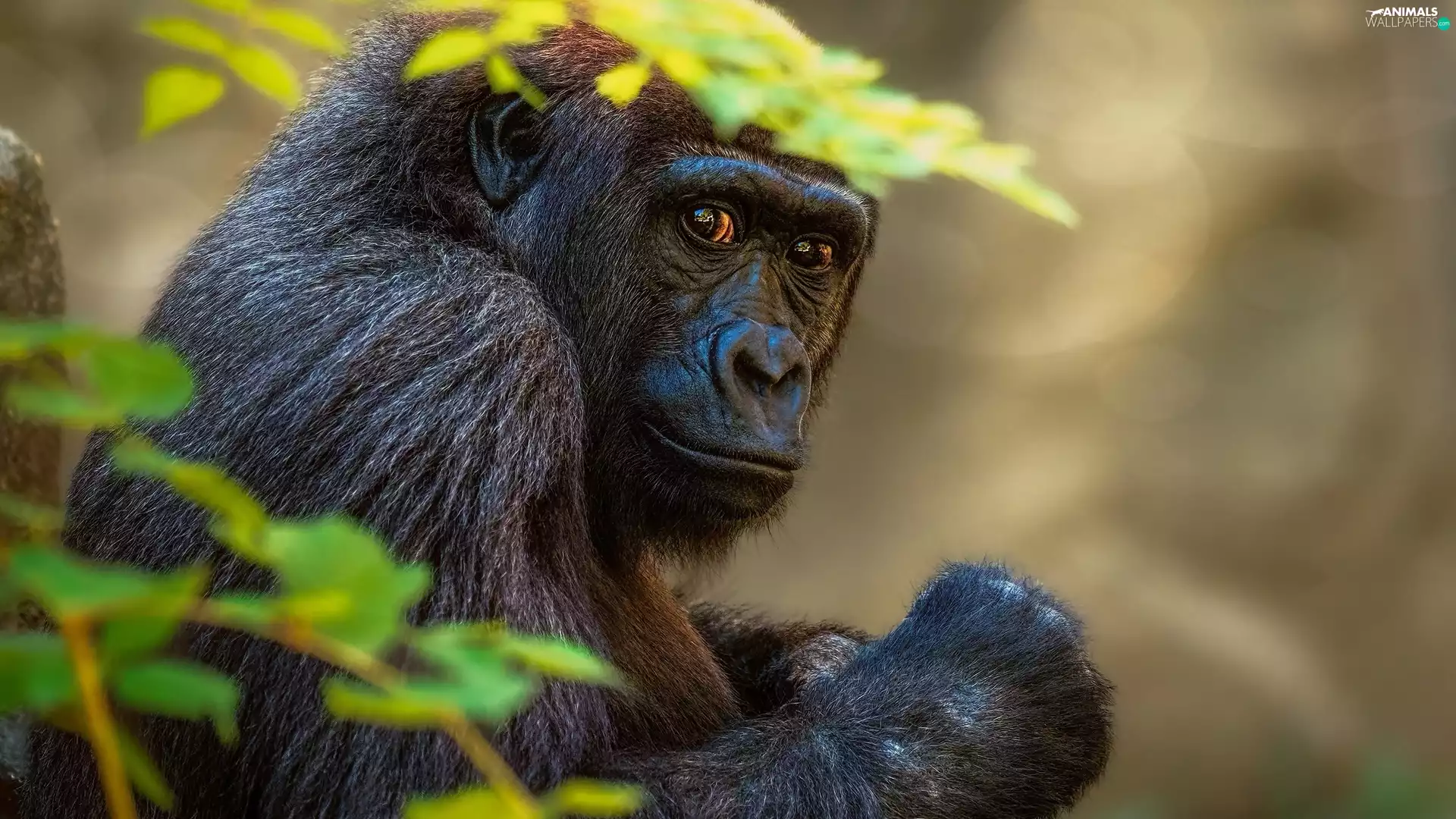 The look, Monkey, gorilla