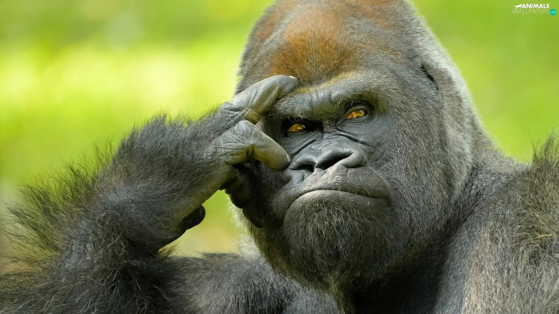  gorilla Monkey  thoughtful Animals wallpapers 1920x1080