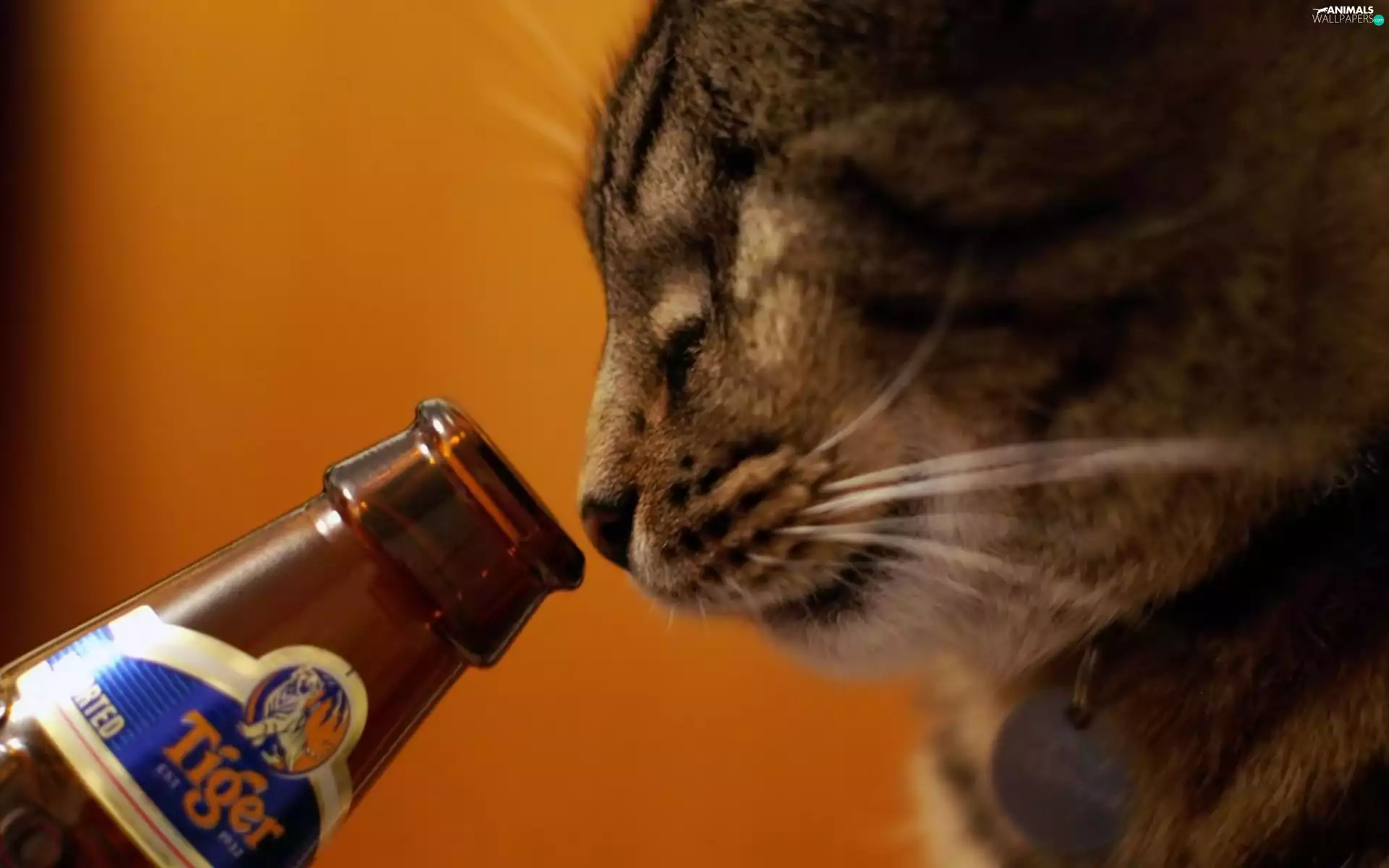 gourmet, cat, Beer
