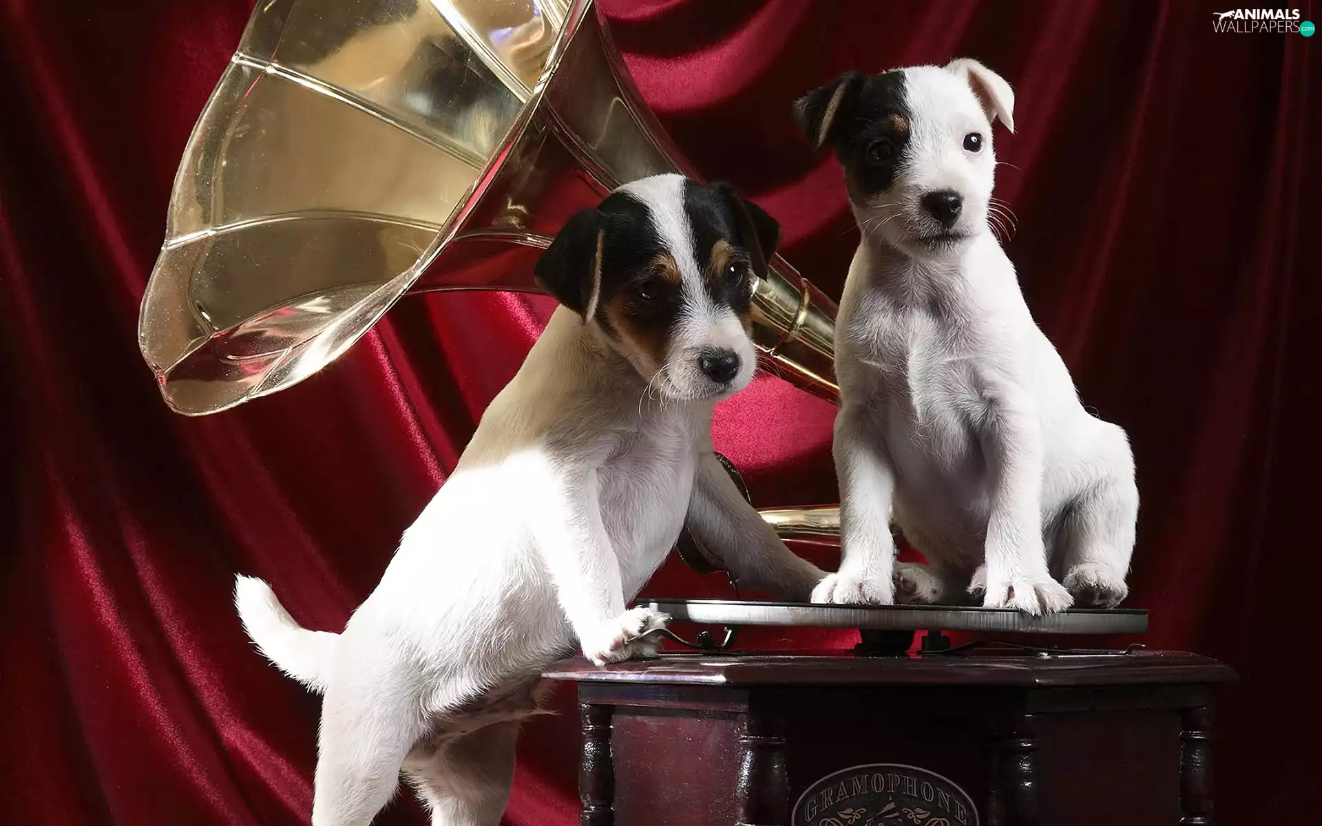 gramophone, White, puppies