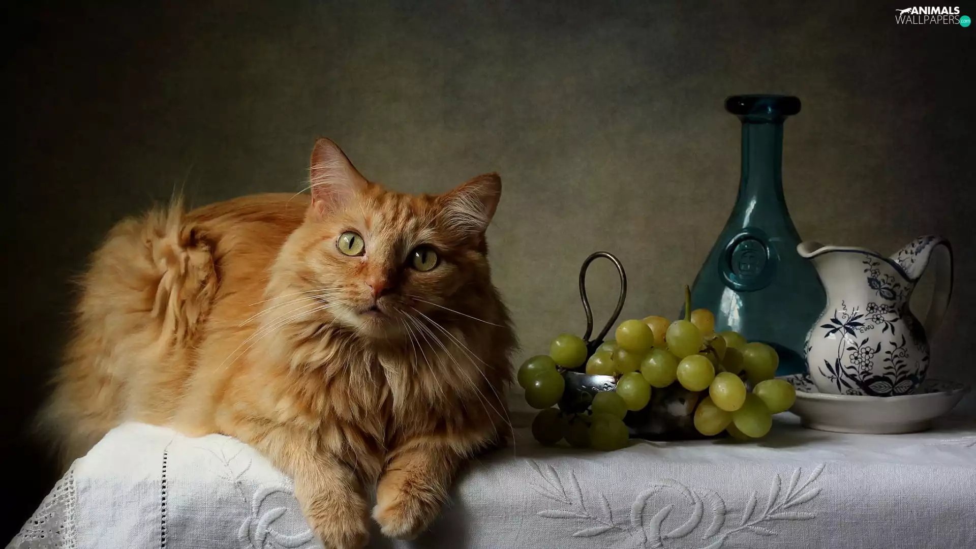 Vase, cat, plate, Grapes, ginger, jug, cloth