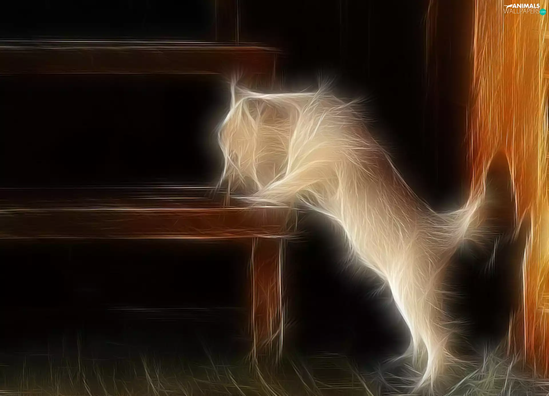 graphics, cat, Bench