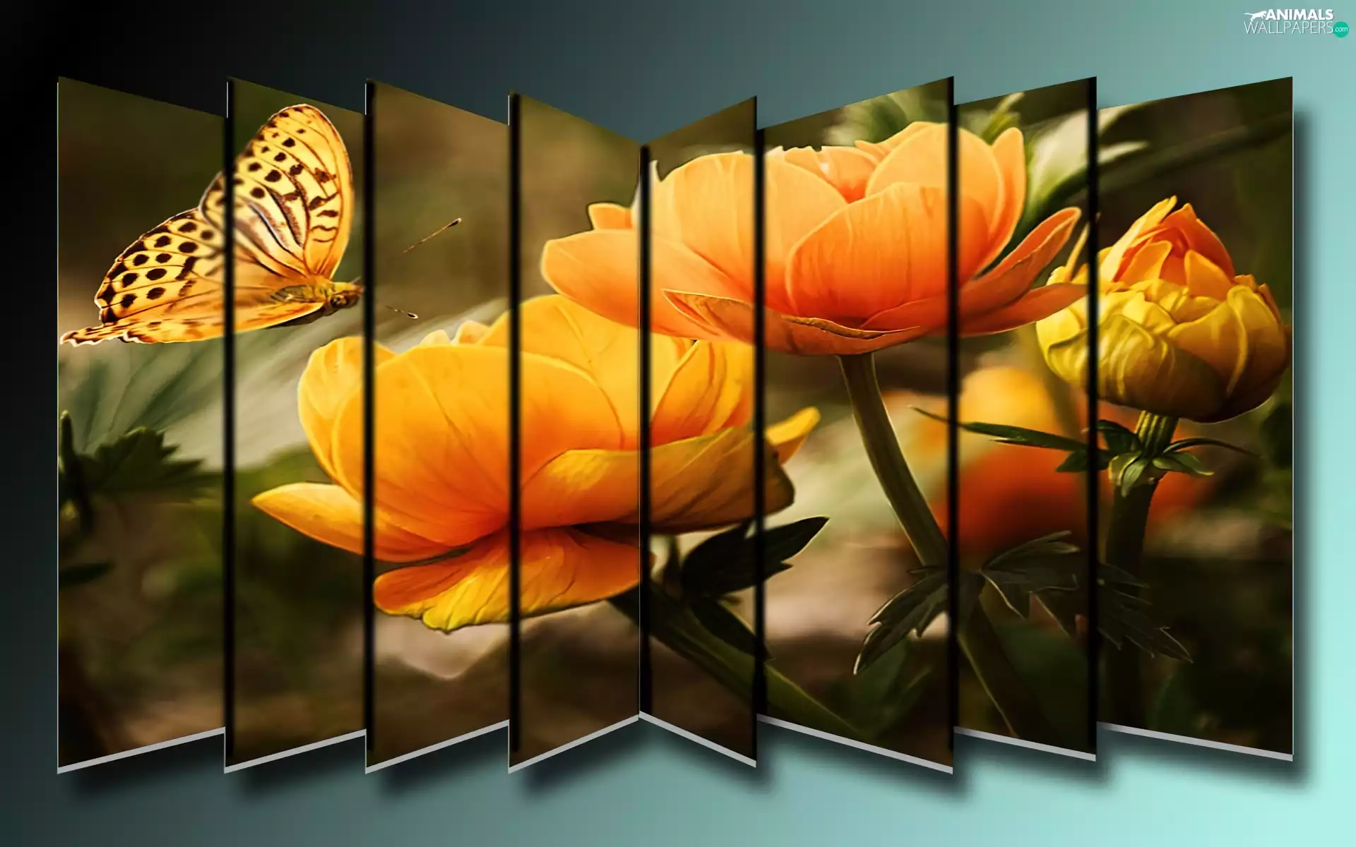 graphics, Flowers, butterfly