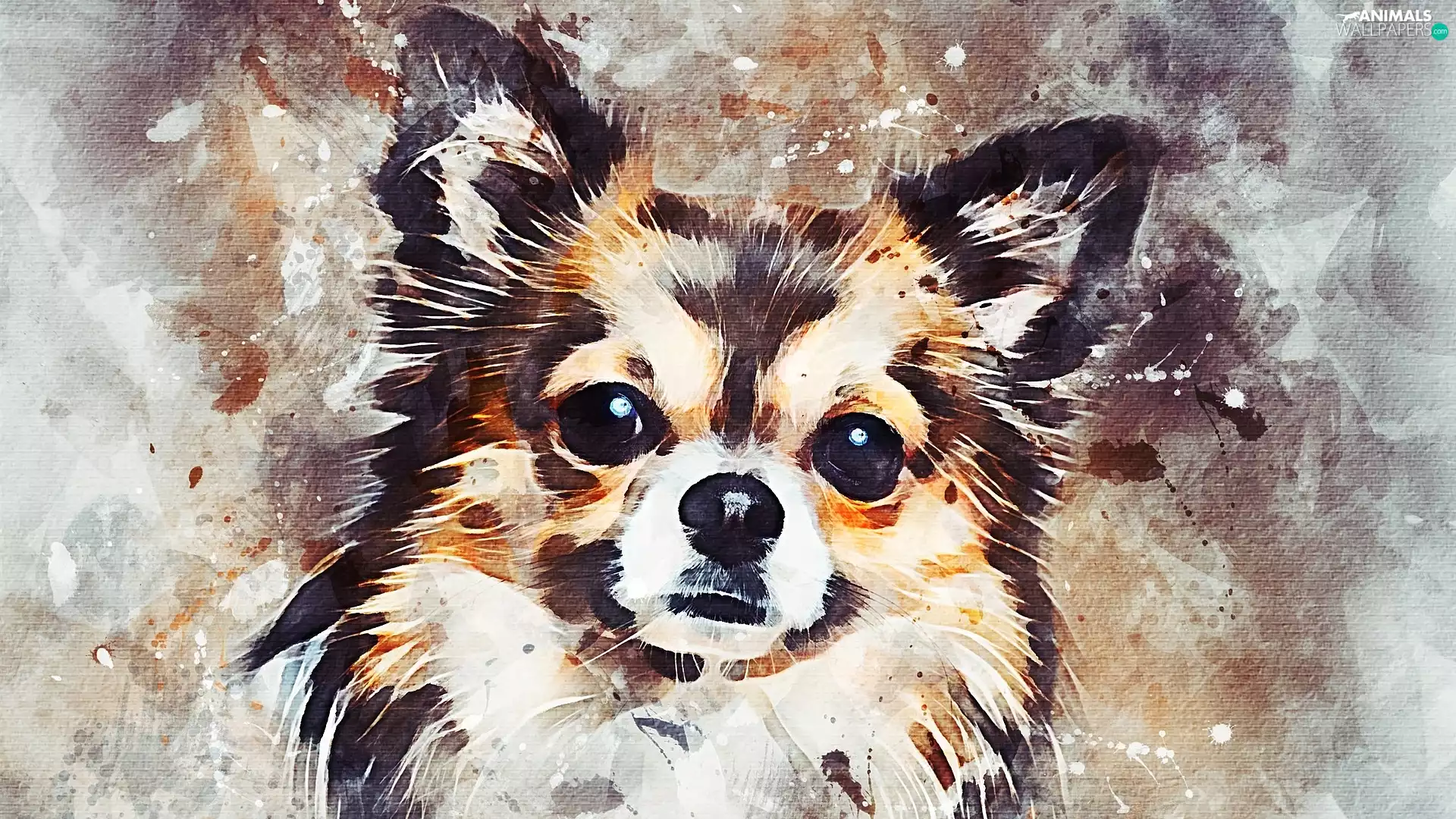 graphics, dog, Chihuahua