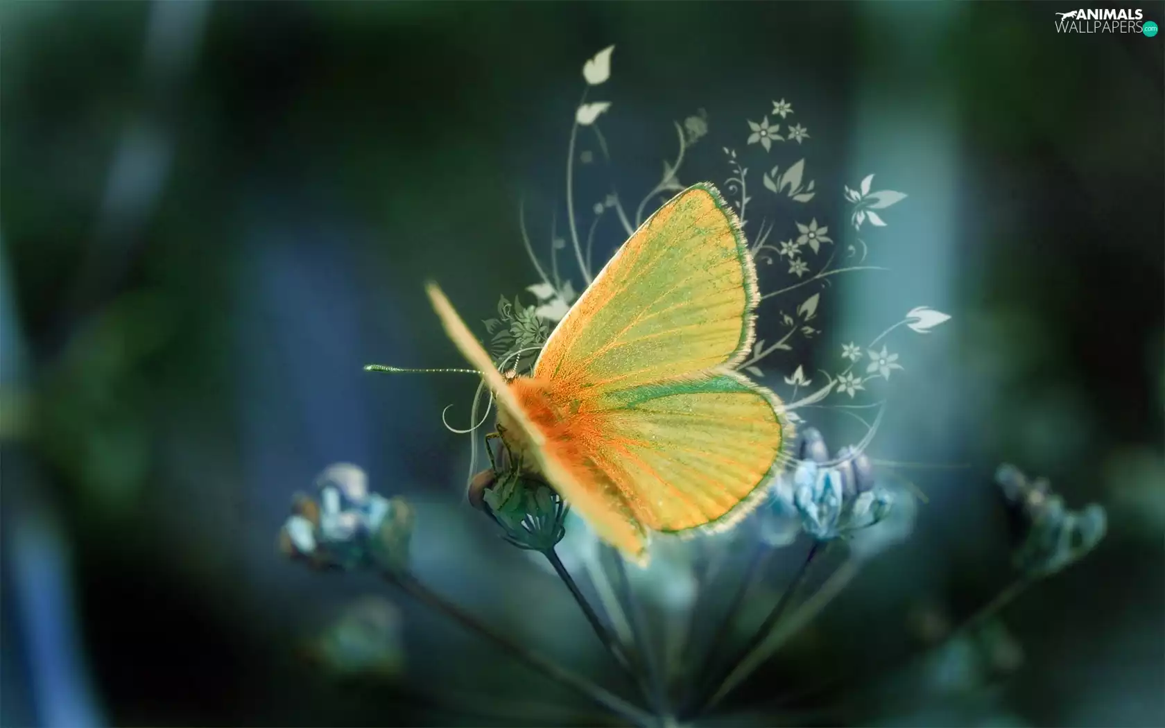 graphics, butterfly, Flowers