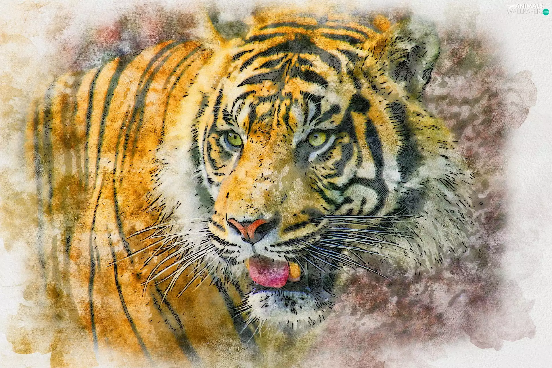 graphics, tiger, Head