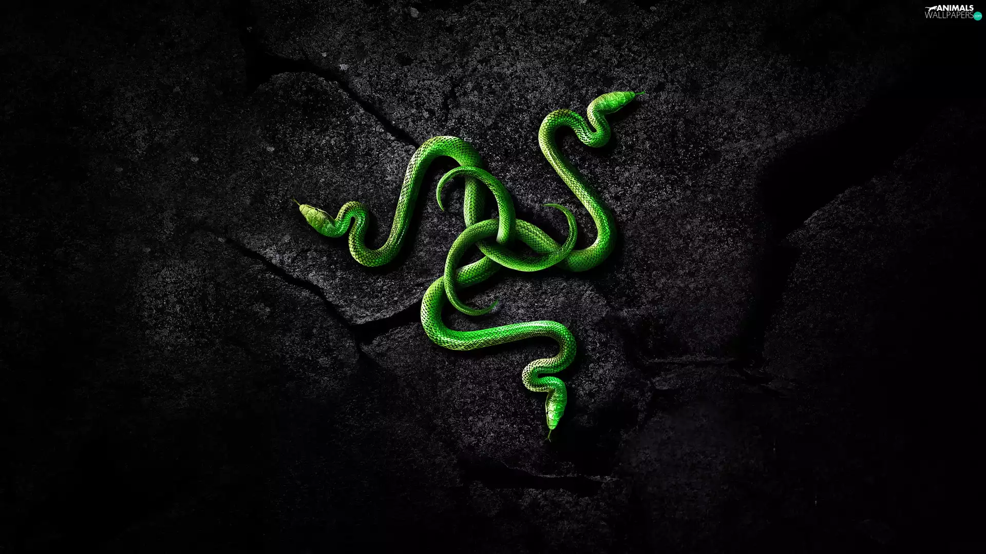 3D Graphics, logo, Razer, snakes