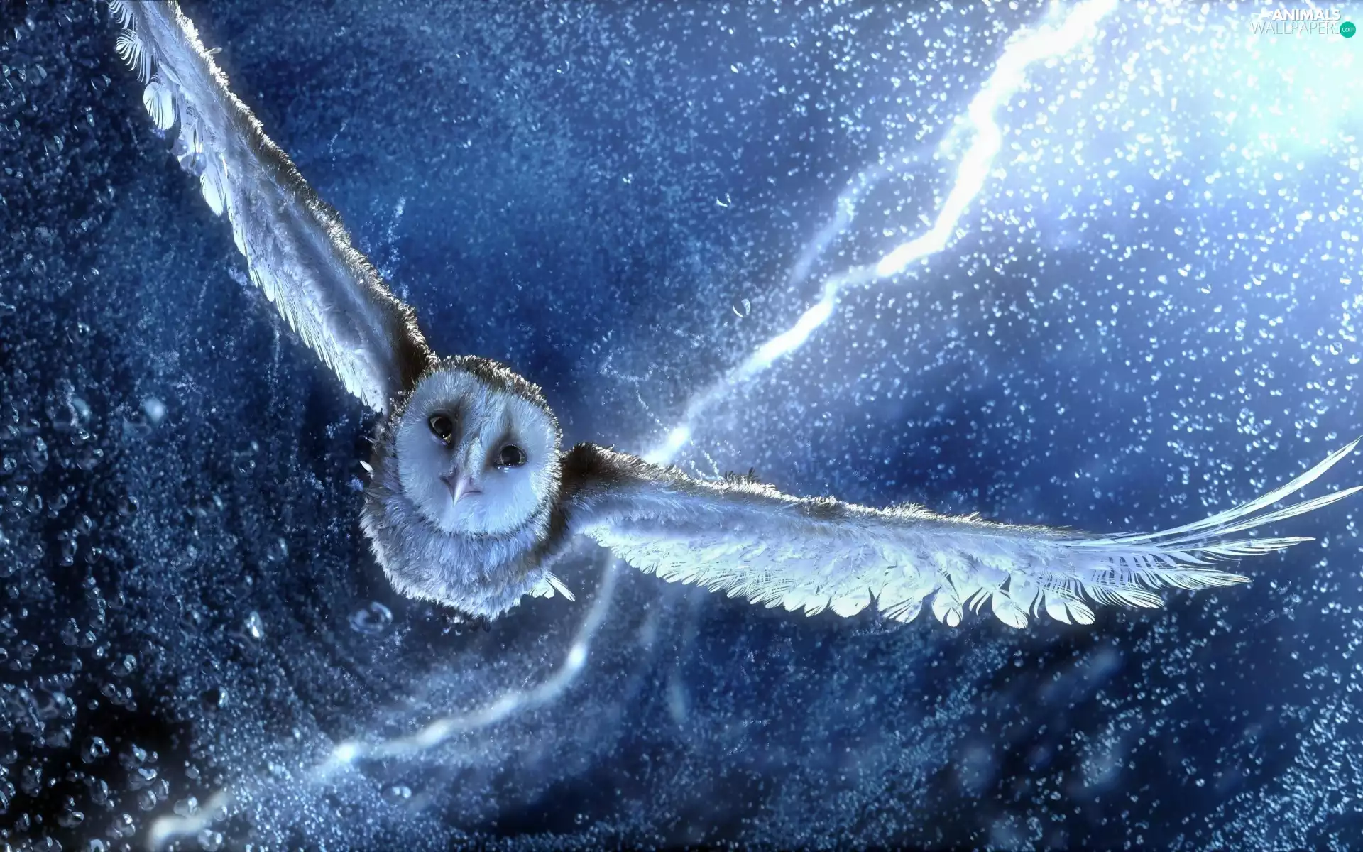 graphics, owl, Night