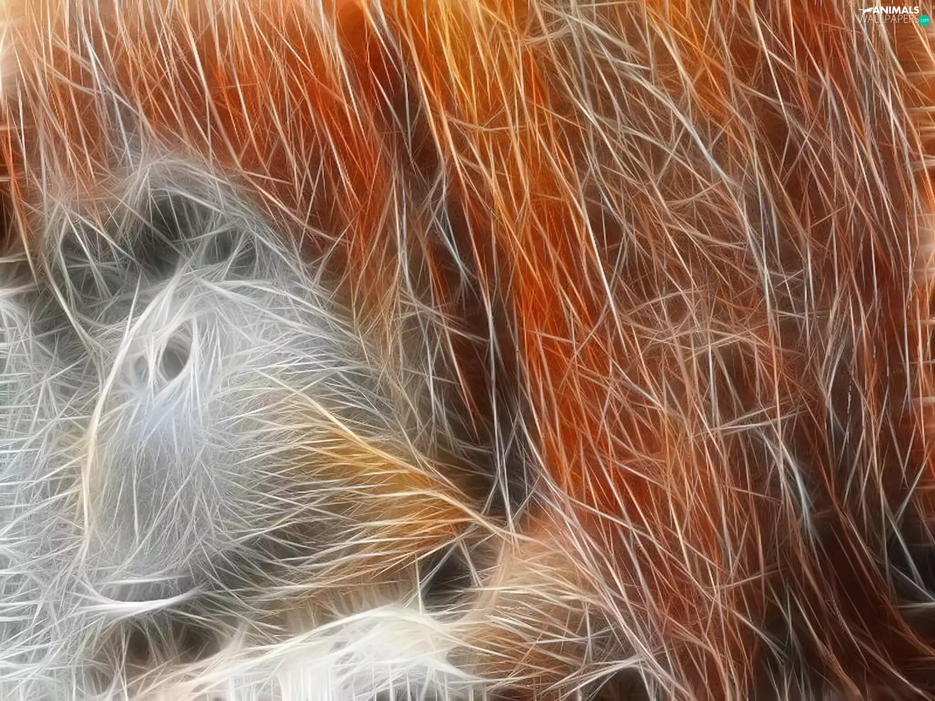 graphics, ginger, orangutan