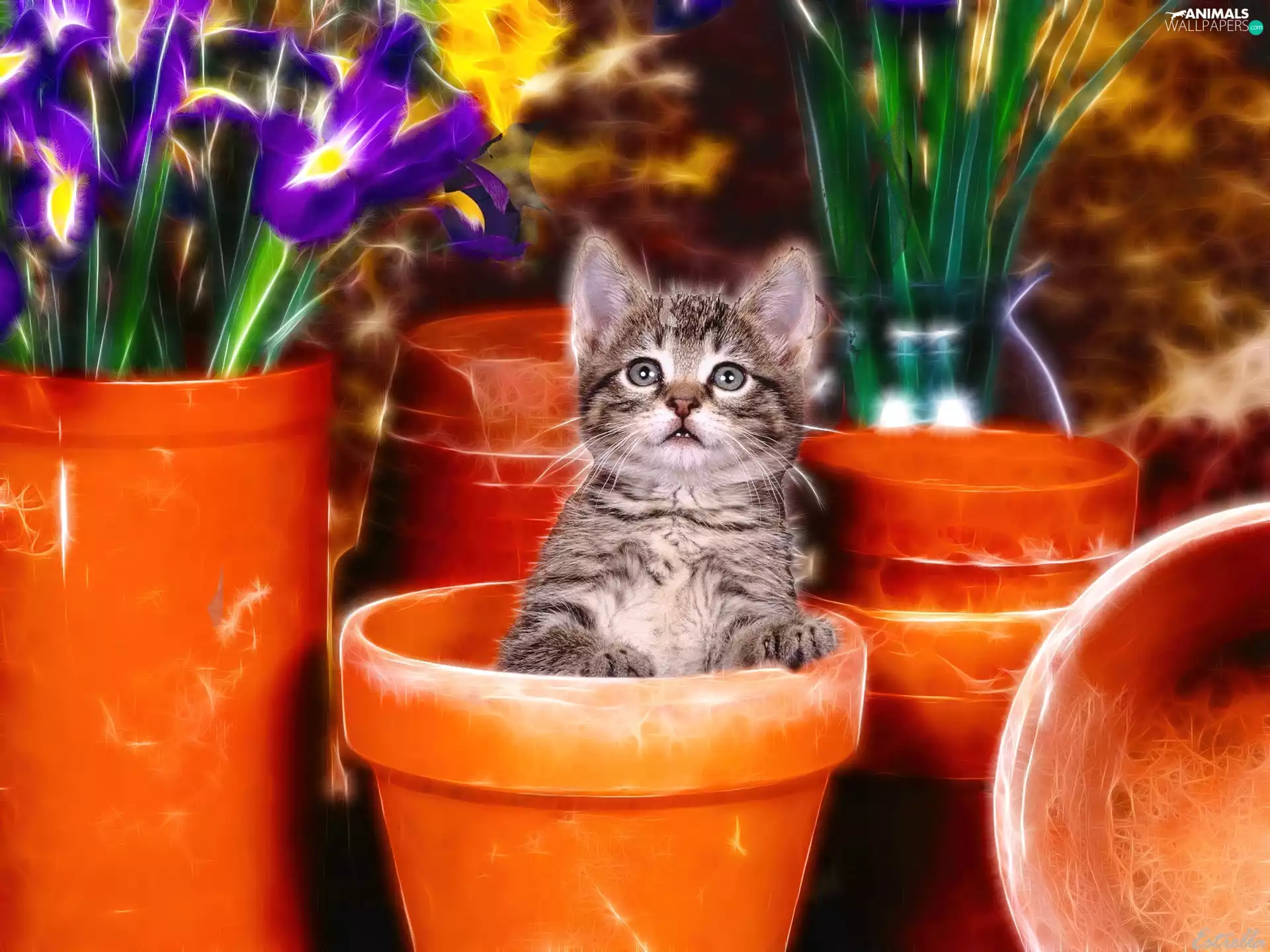 kitten, honeyed, Flowers, graphics, Pots, small