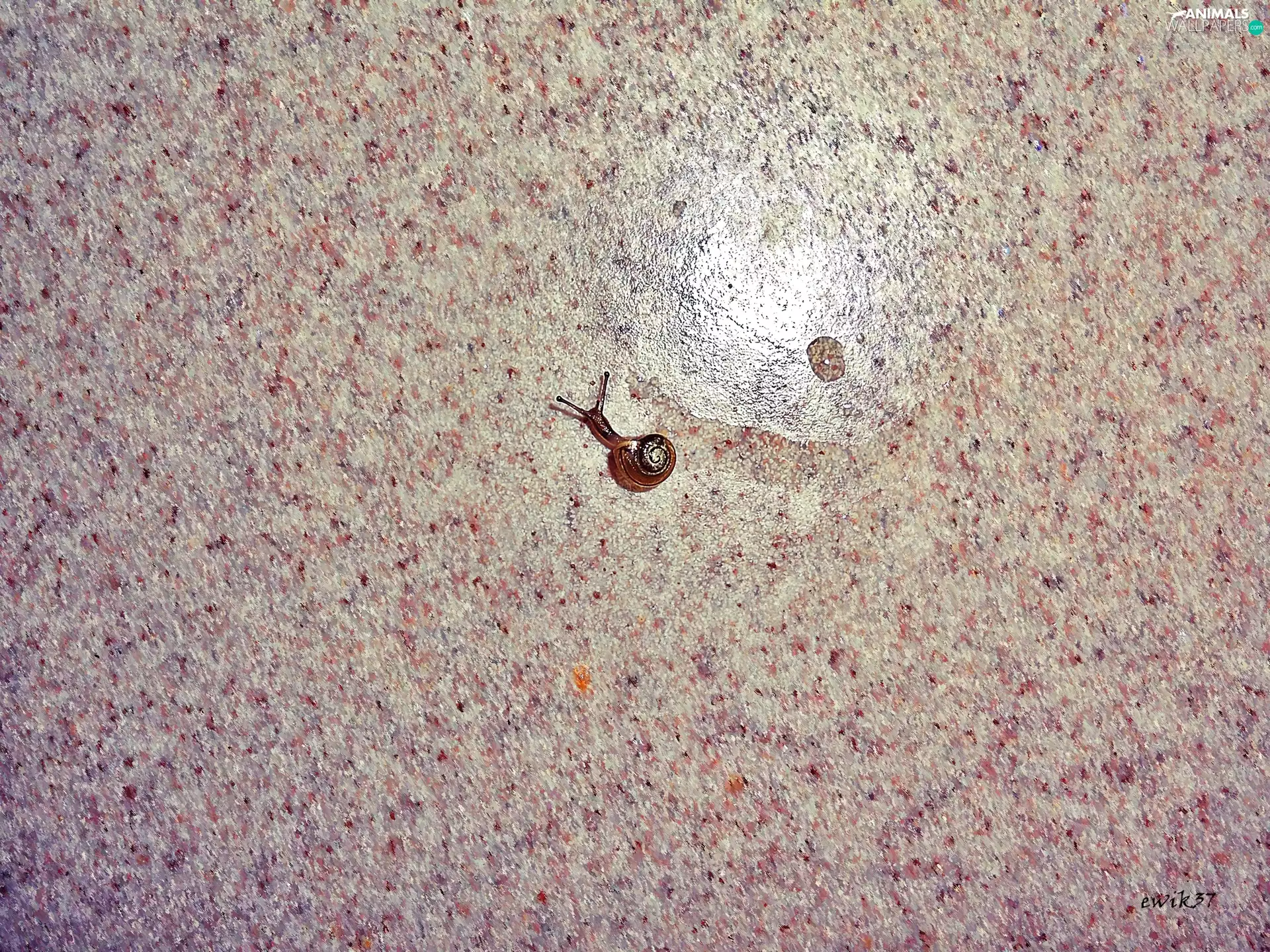 water, graphics, snail, drop, Mini