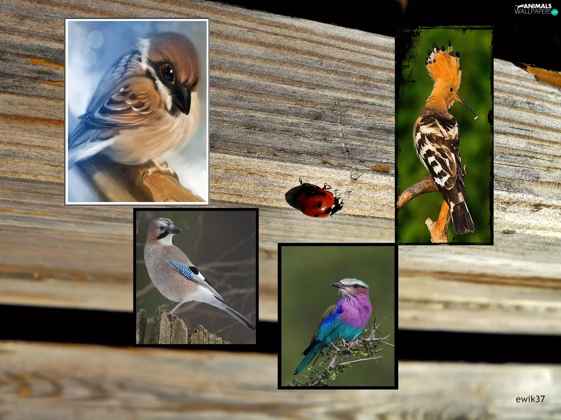 jay, birds, ladybird, graphics, booby, sparrow