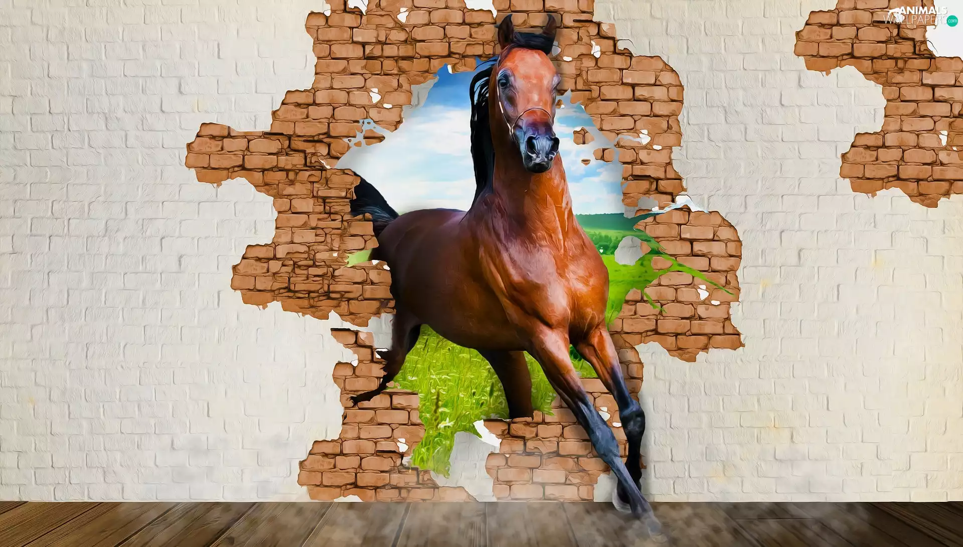 graphics, Horse, wall
