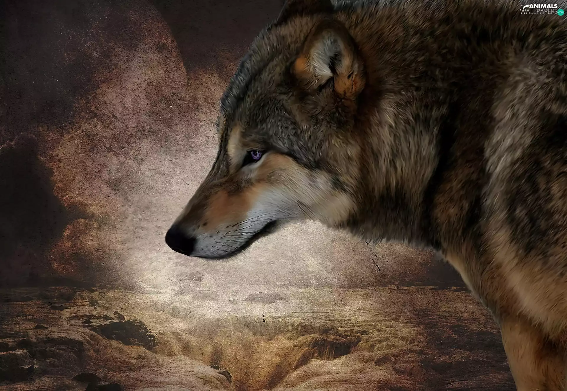 graphics, sad, Wolf