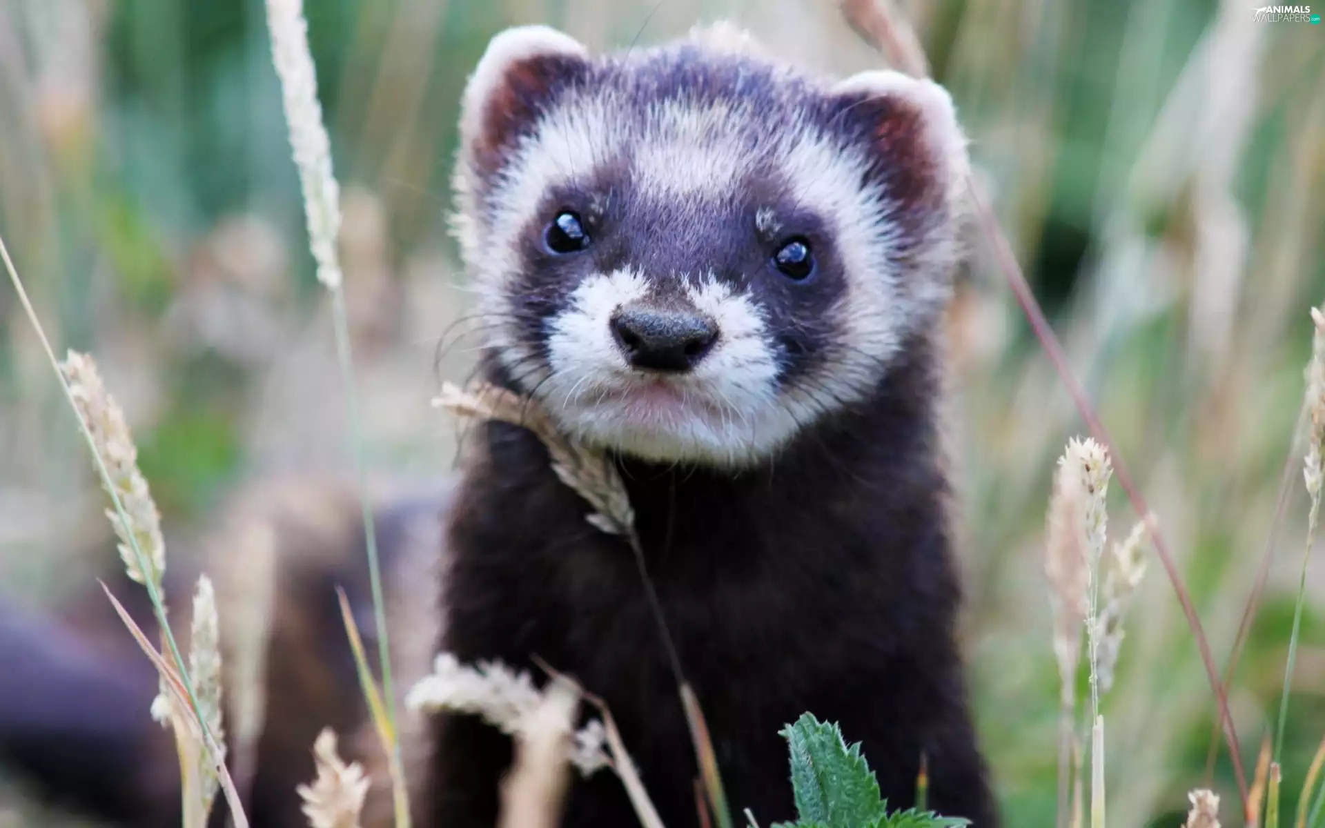 grass, weasel, ##