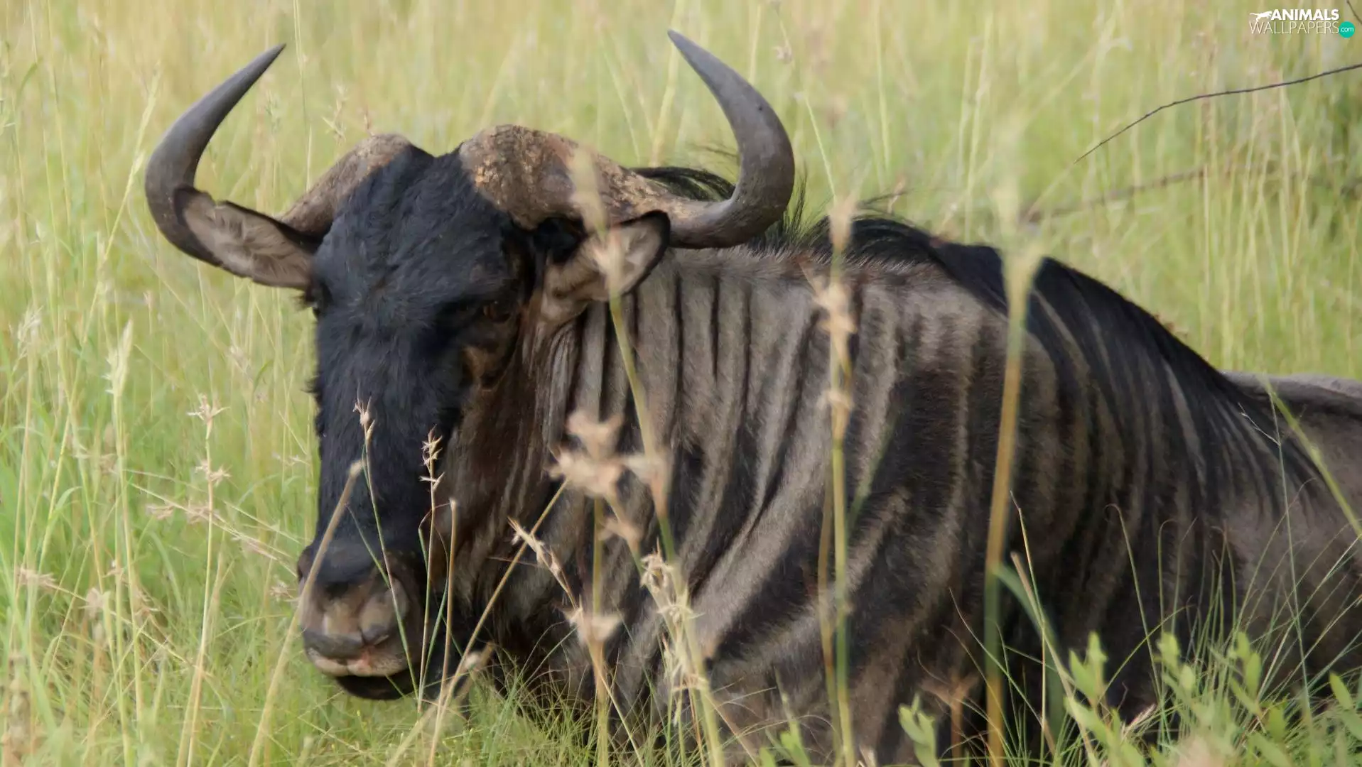 grass, wildebeest, Antelope