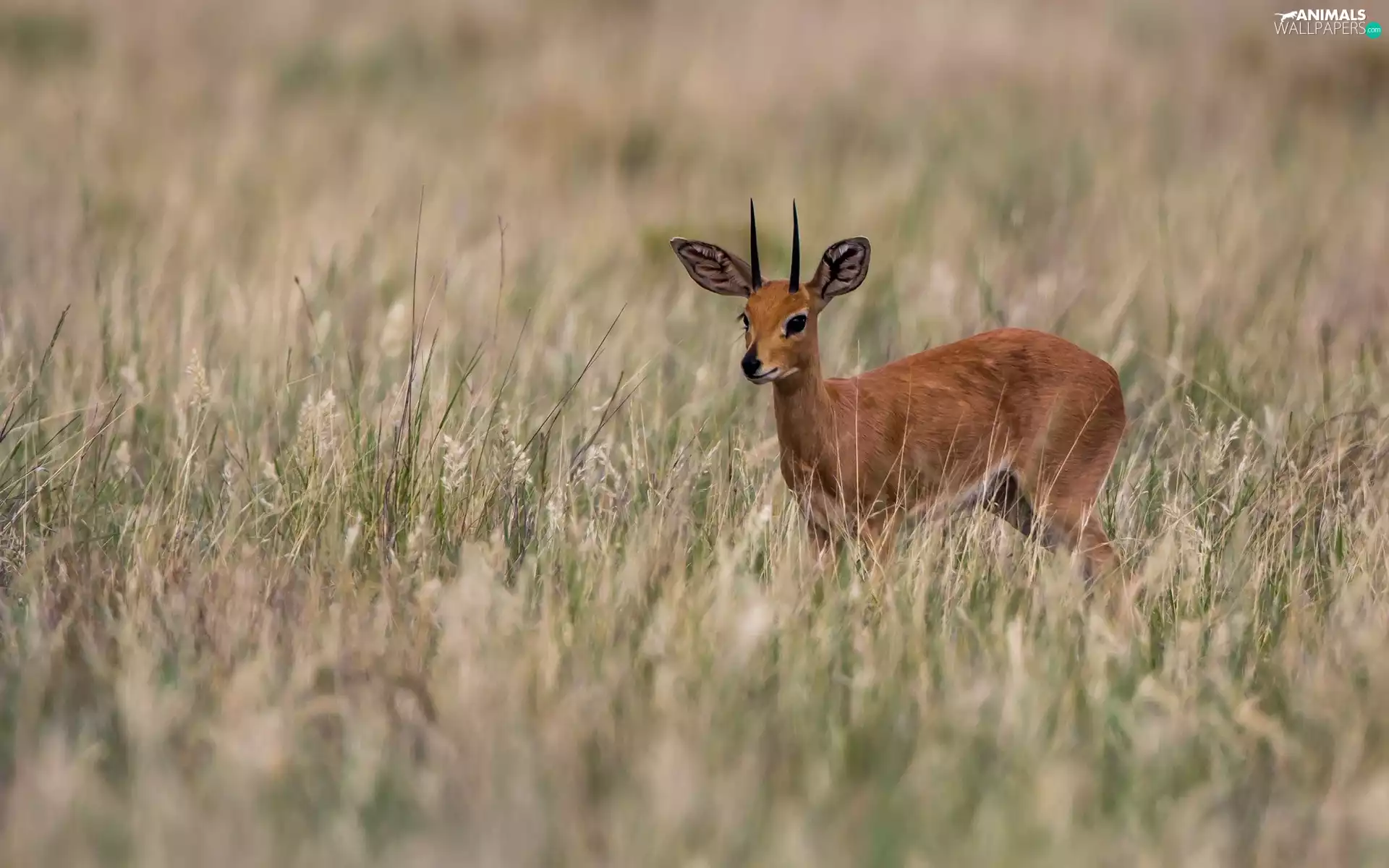 grass, young, Antelope