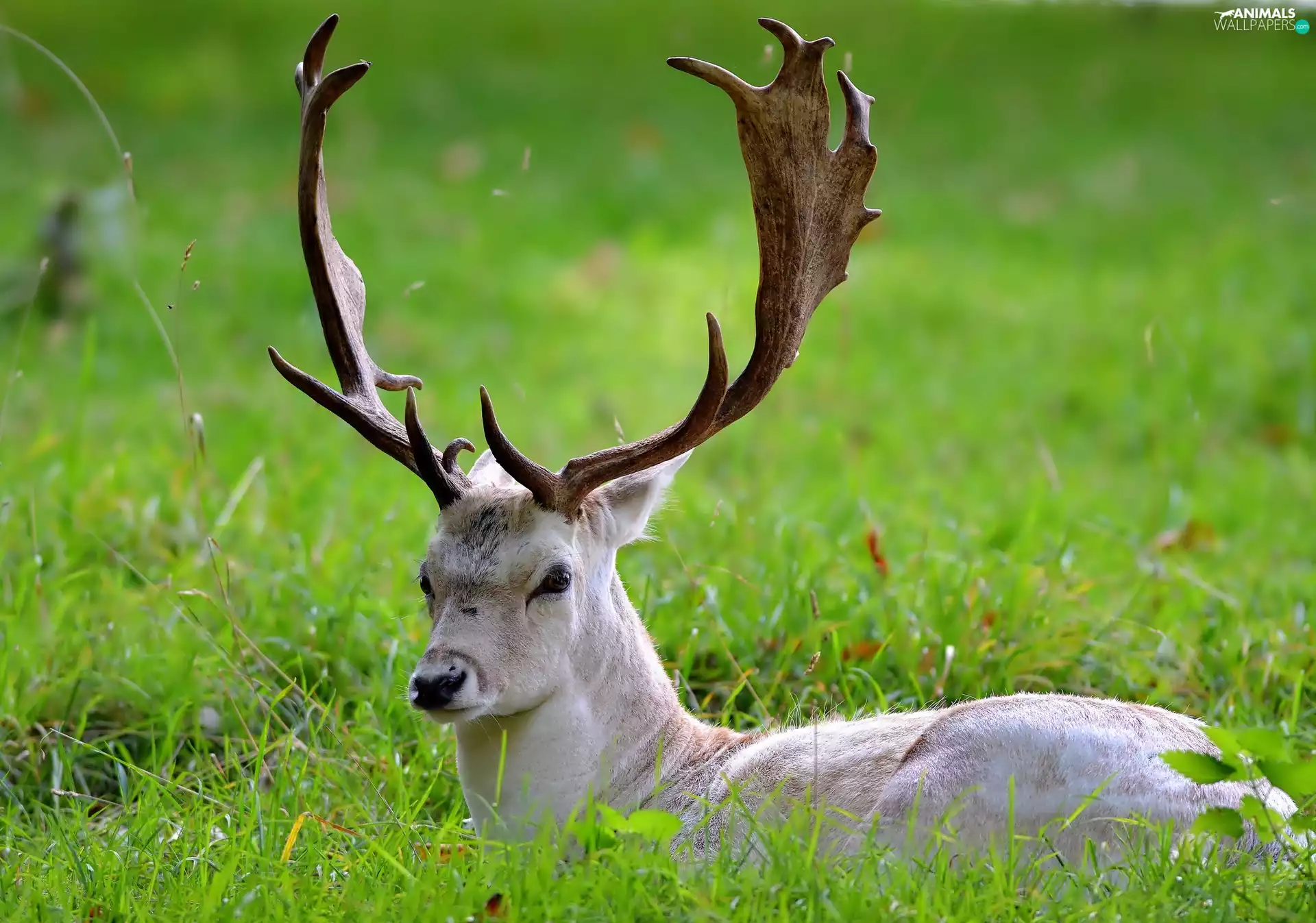 grass, deer, antlers