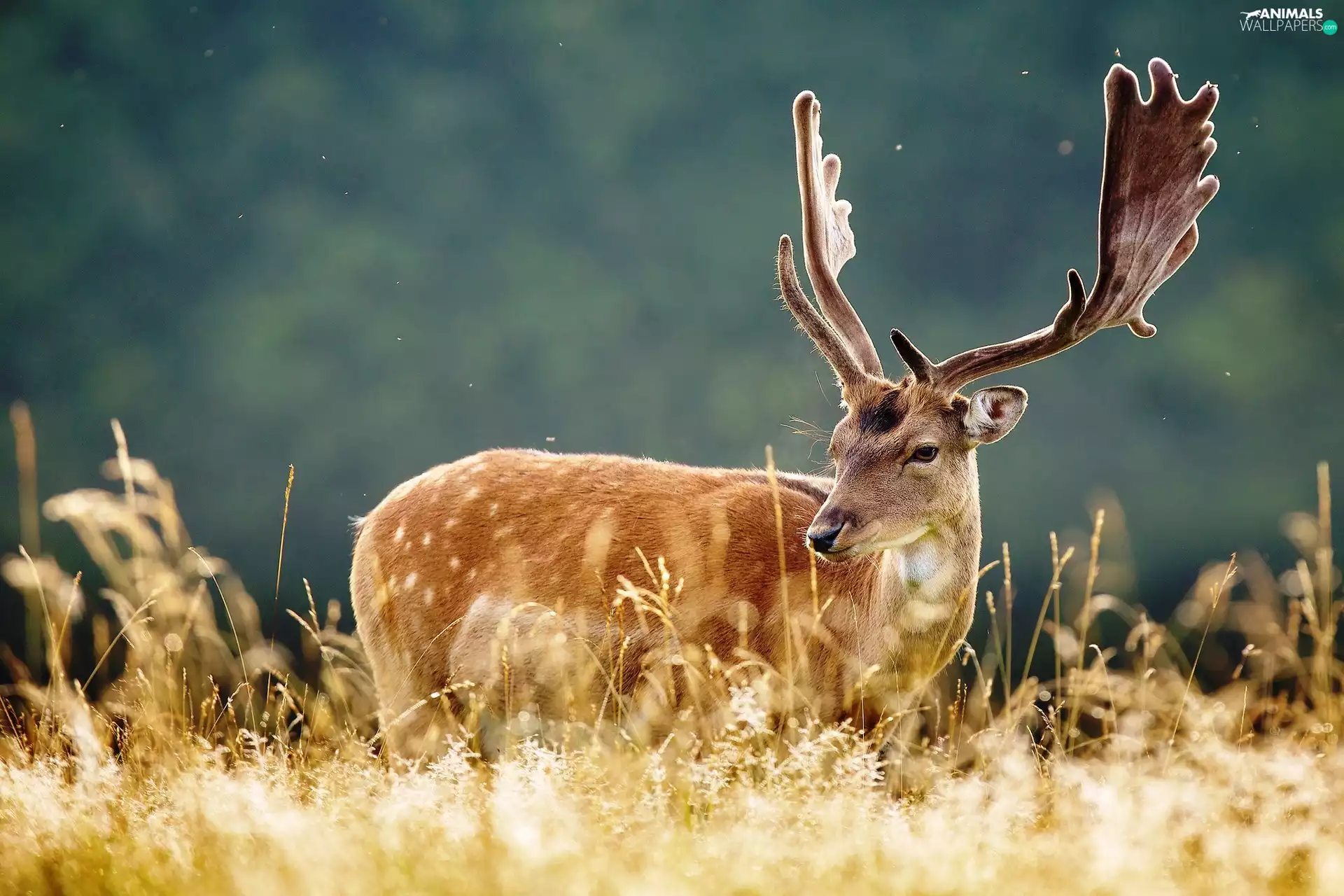grass, deer, antlers