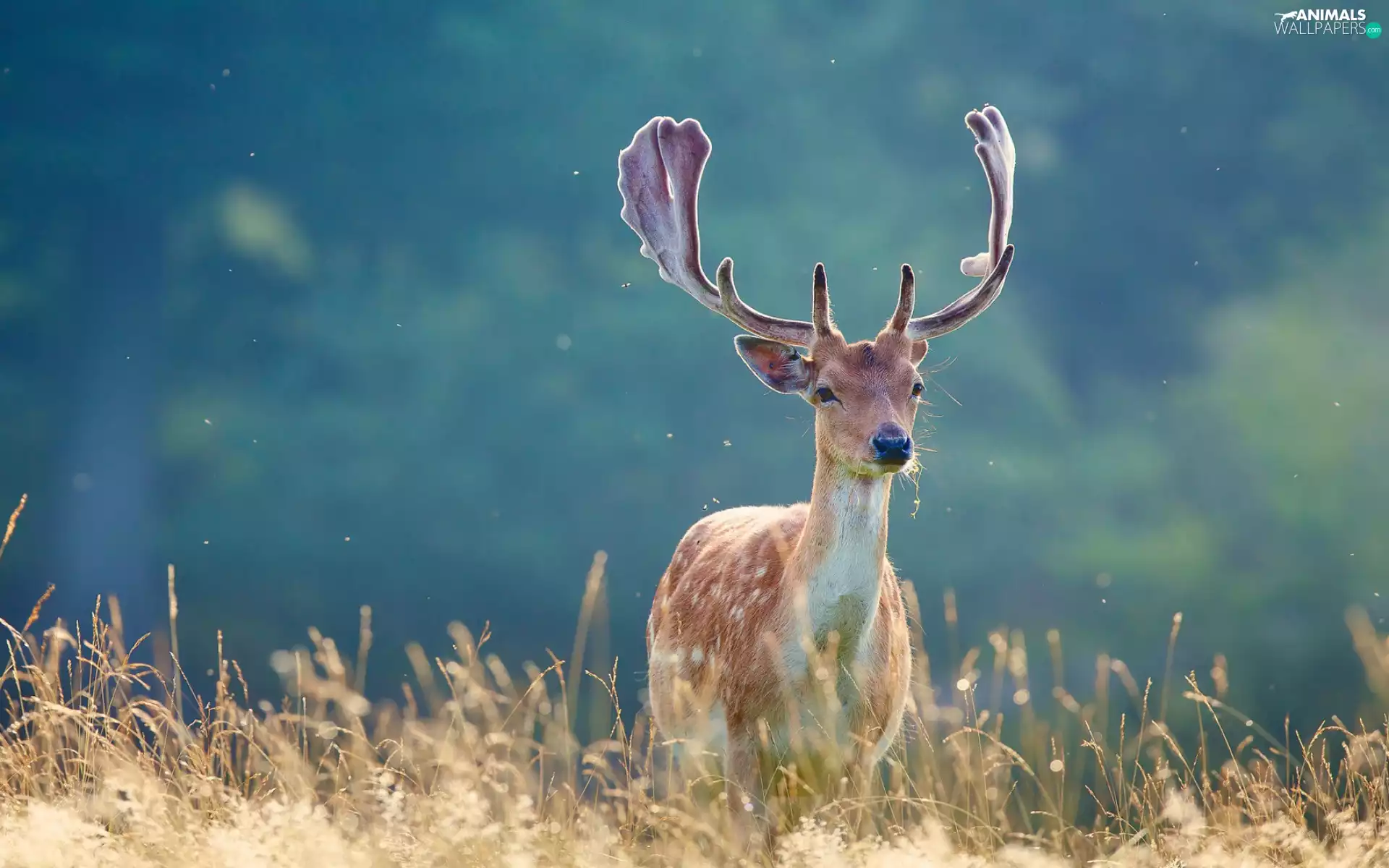 grass, deer, antlers