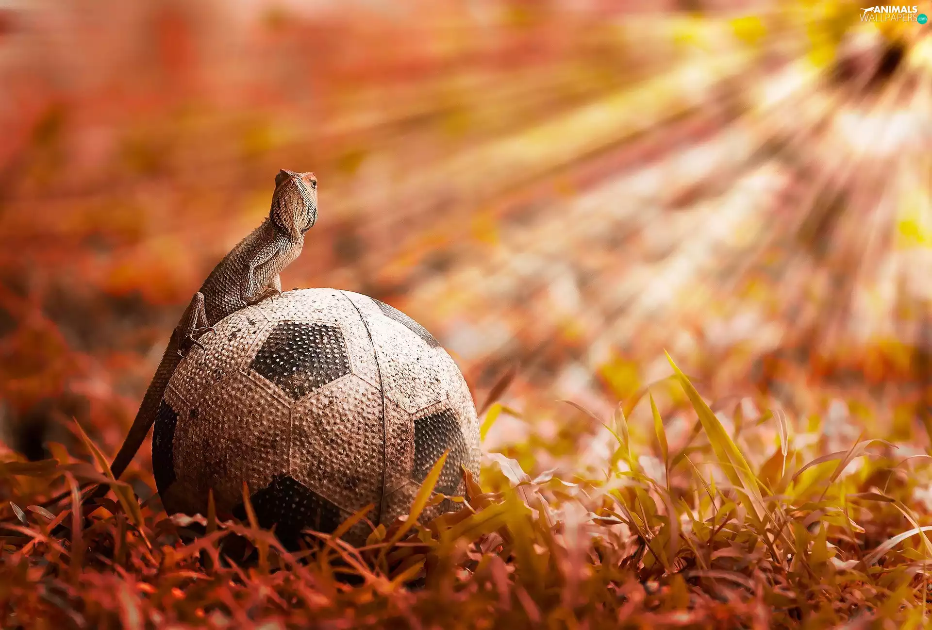 grass, Agama, Ball