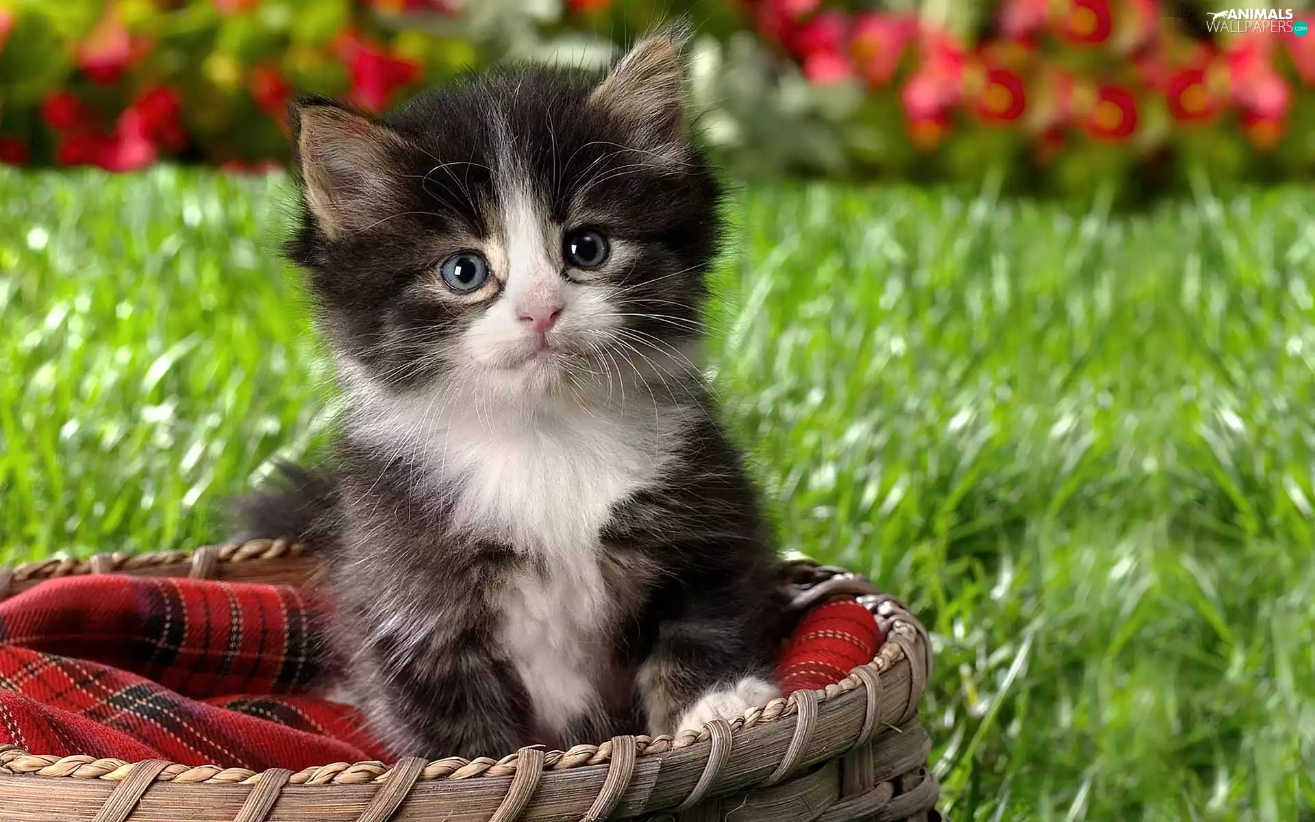 grass, kitten, basket