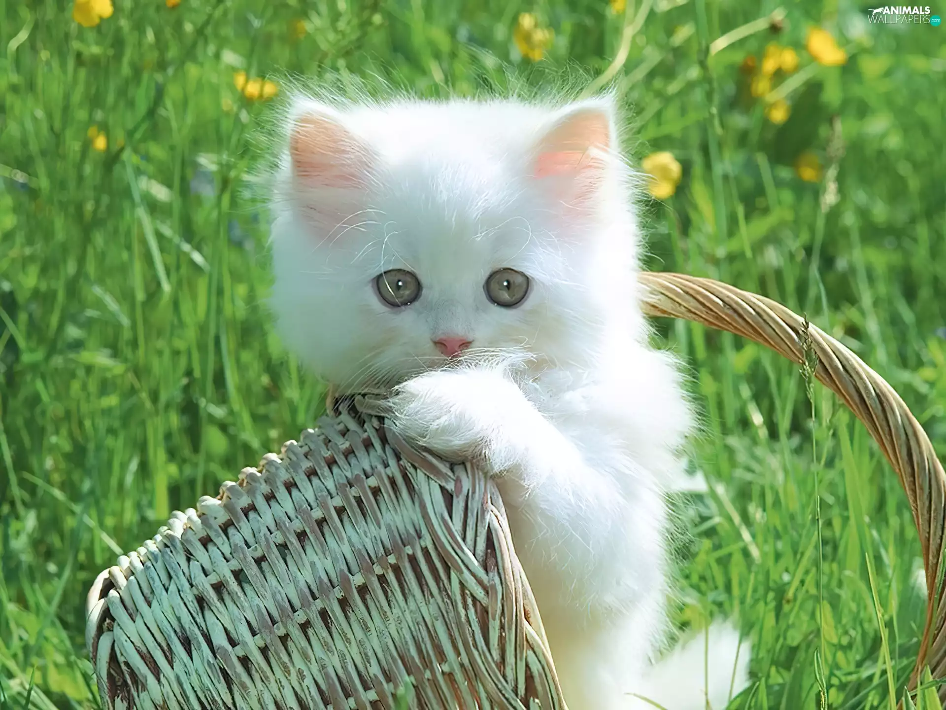grass, kitten, basket