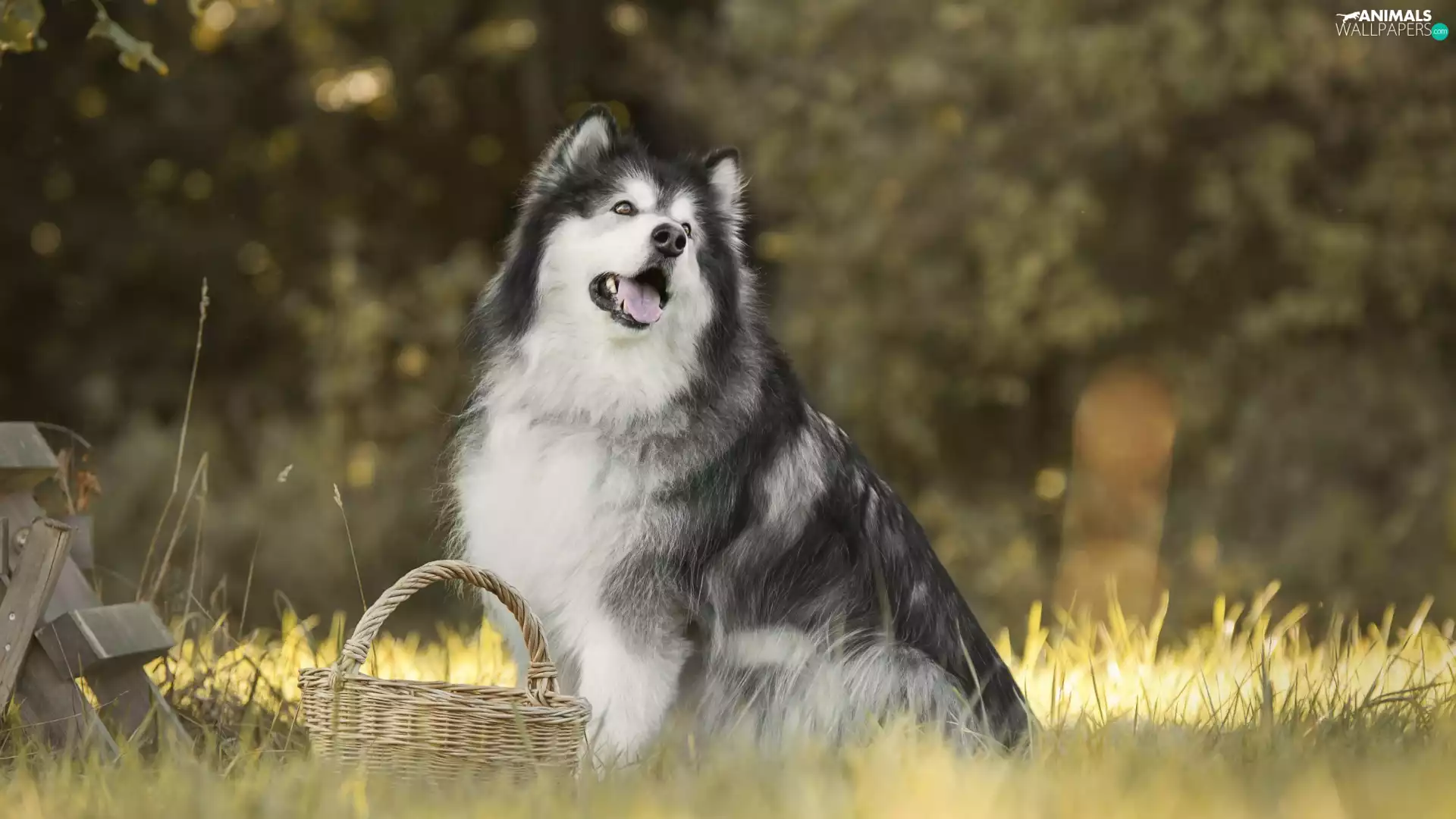 dog, grass, basket, Alaskan Malamute