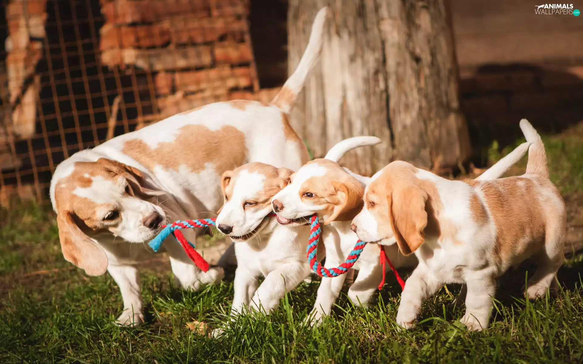 puppies, grass, Beagle, Three, Dogs