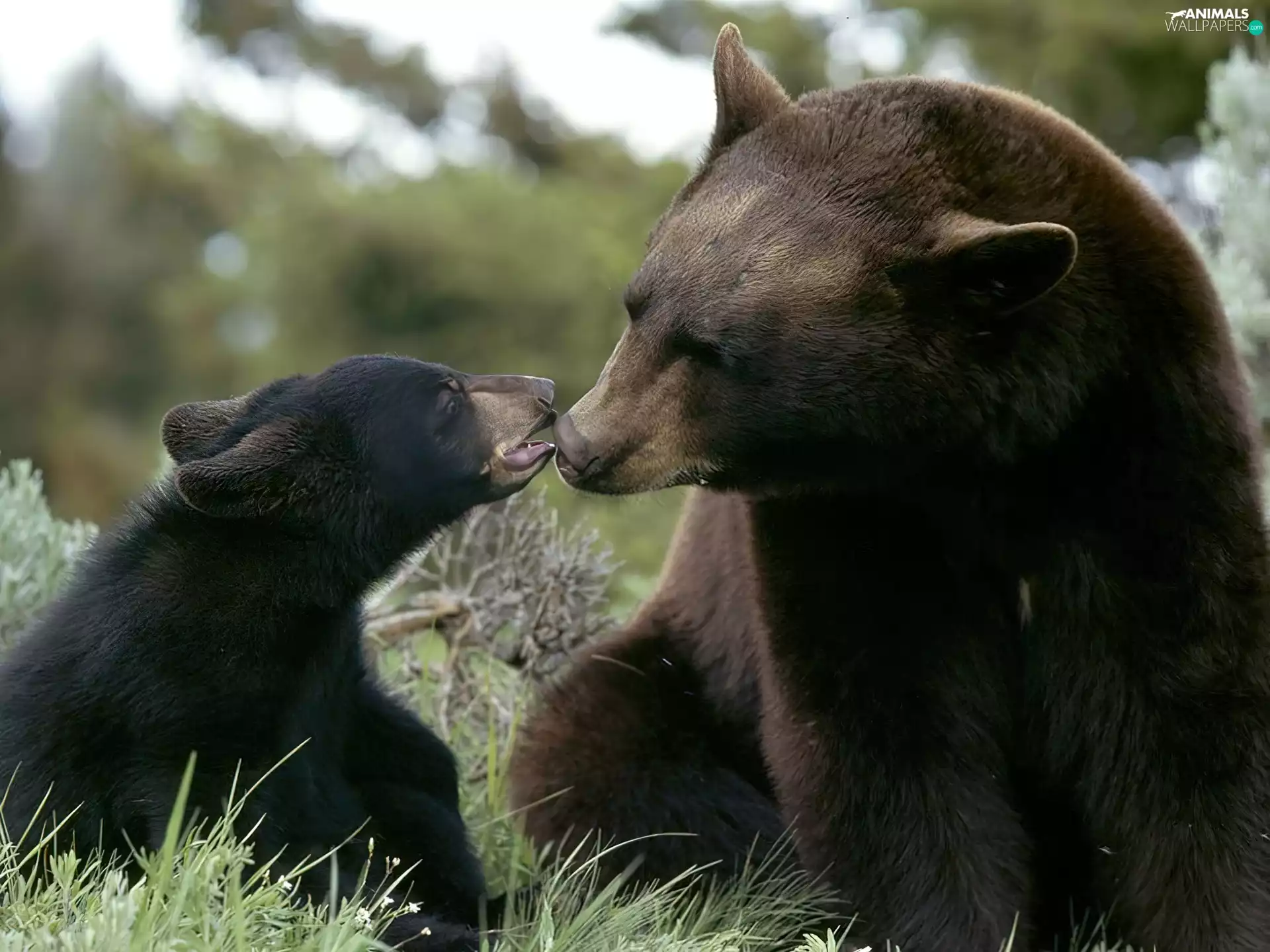 mother, little doggies, grass, teddy bear