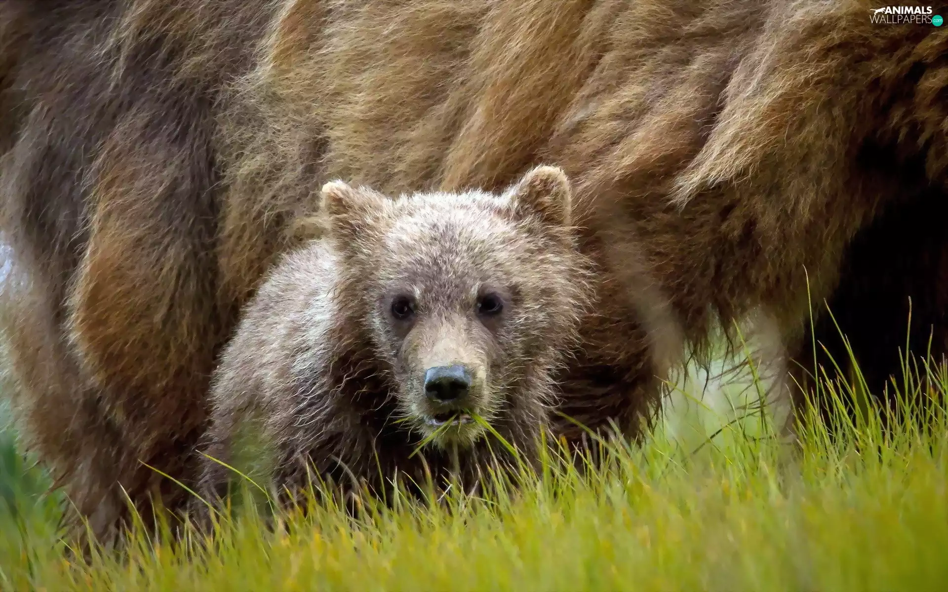 grass, young, Bear