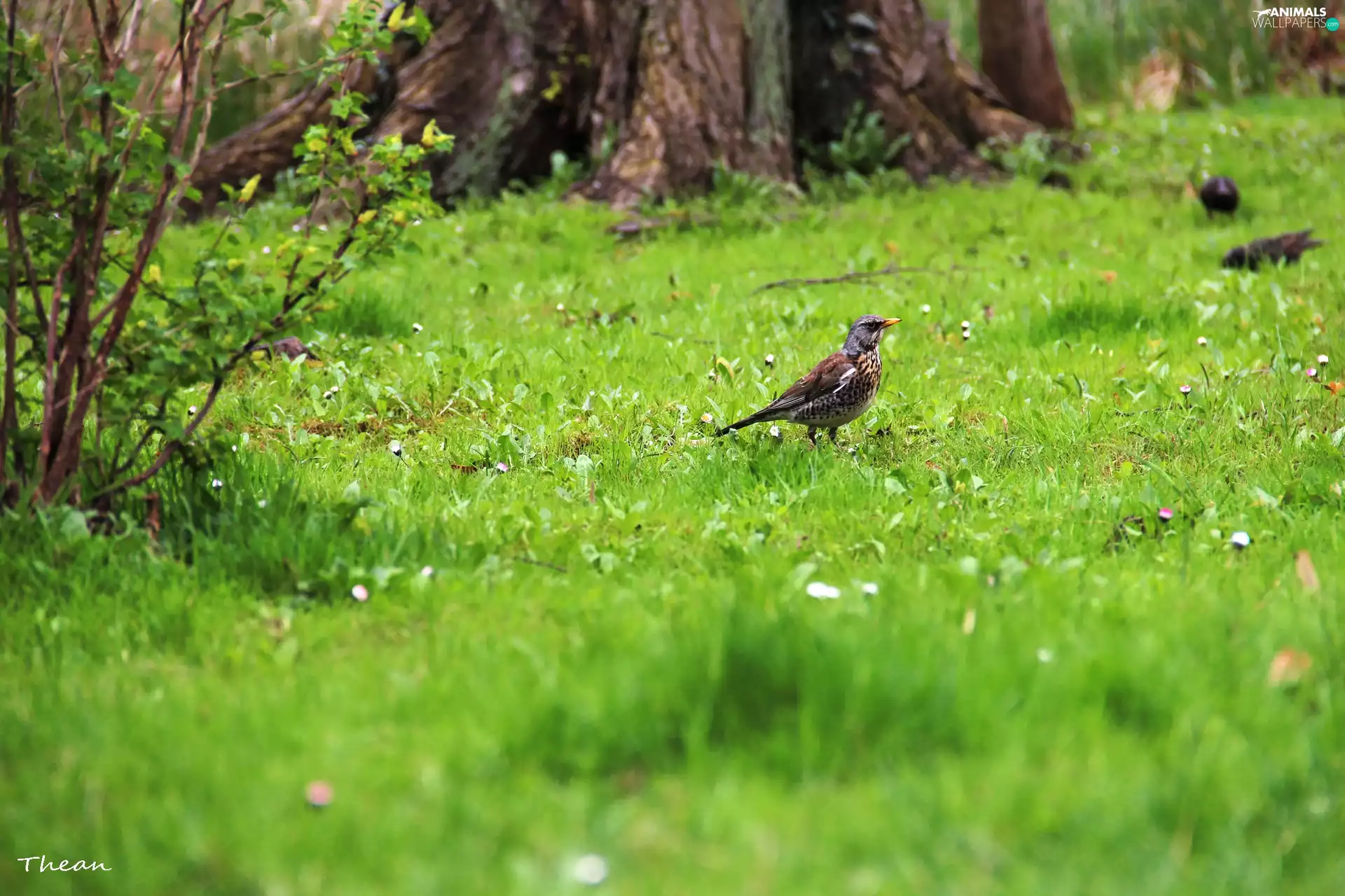 grass, fieldfare, Bird