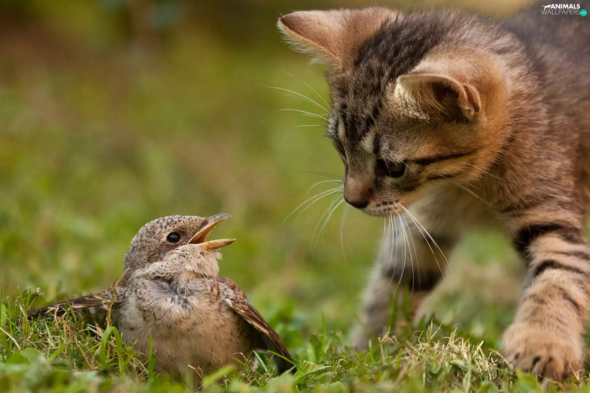 grass, kitten, birdies