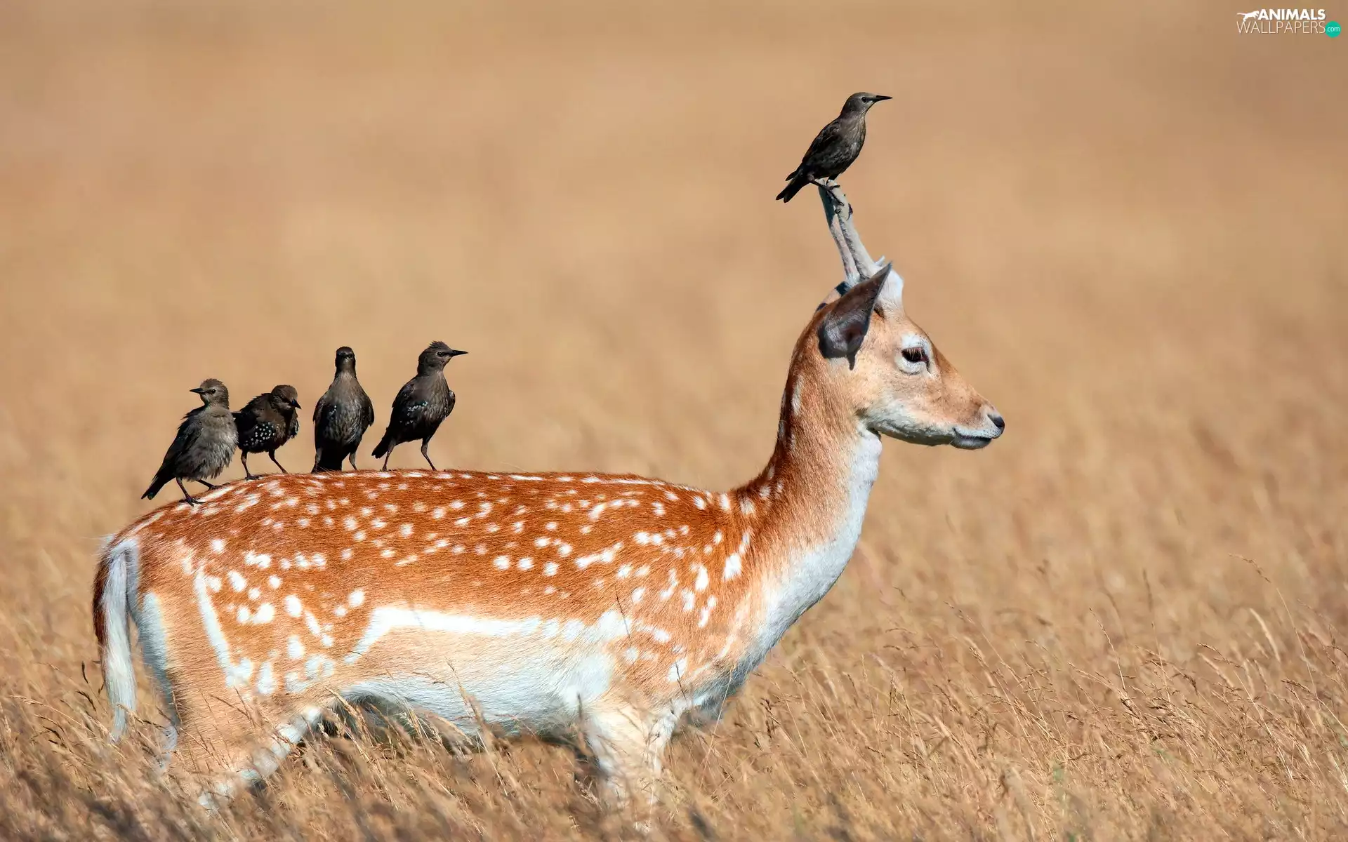 grass, Antelope, birds