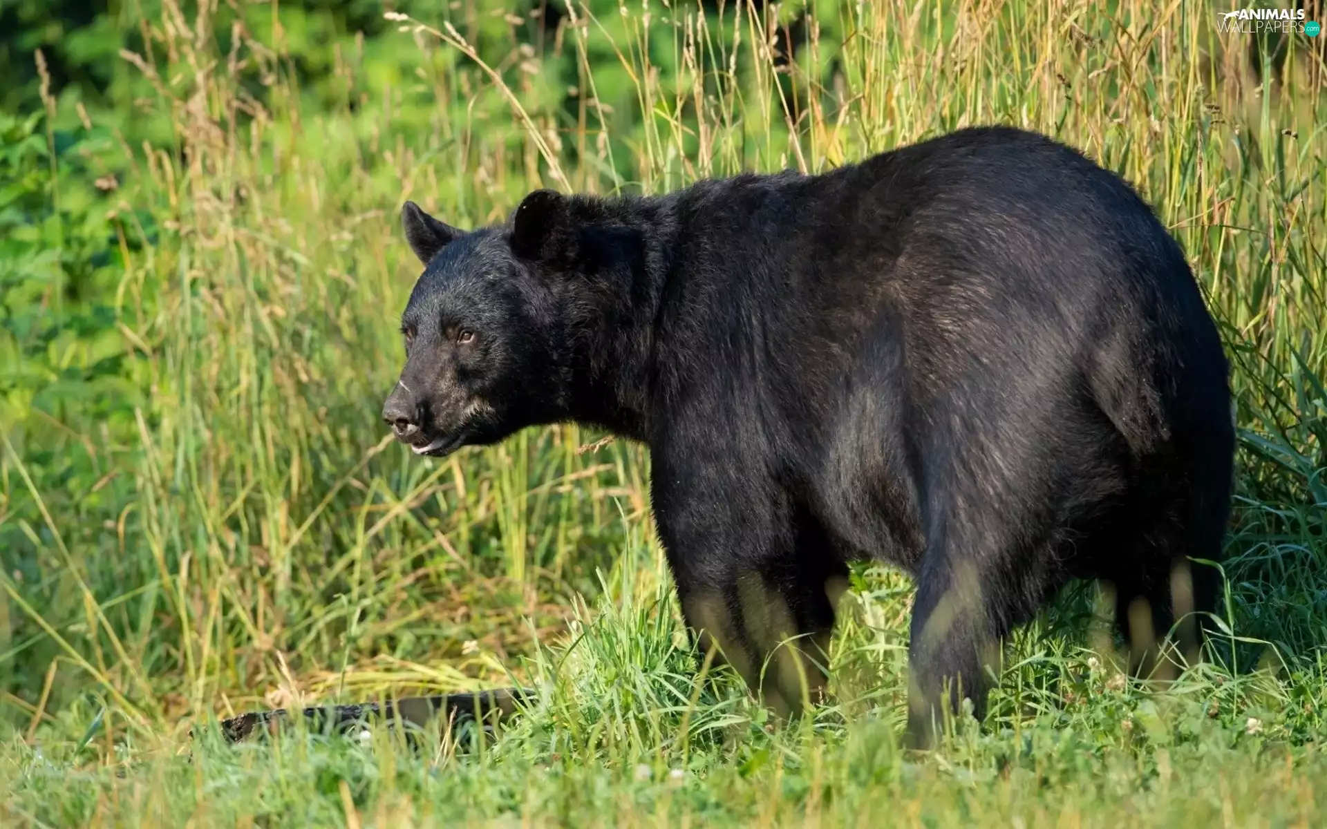 grass, Bear, Black