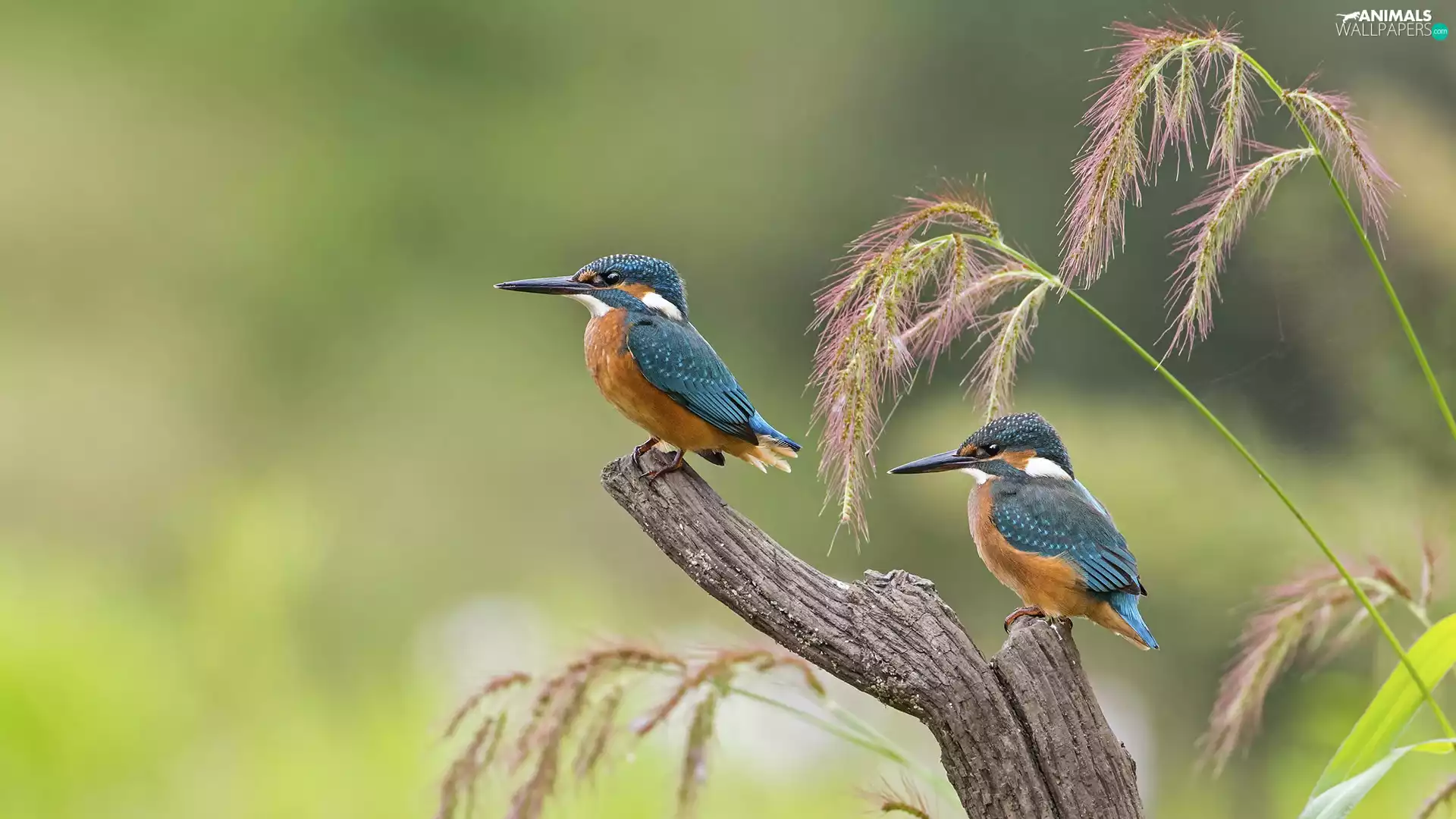 dry, birds, blades, kingfishers, Two cars, branch, grass