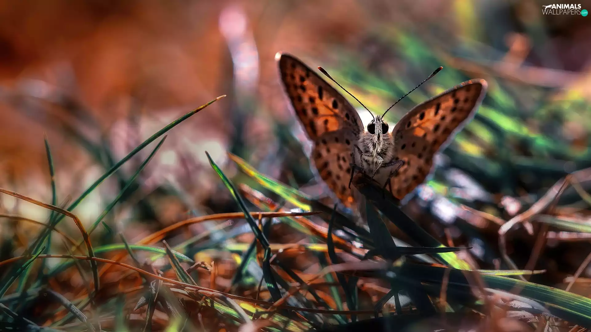 grass, butterfly, blades