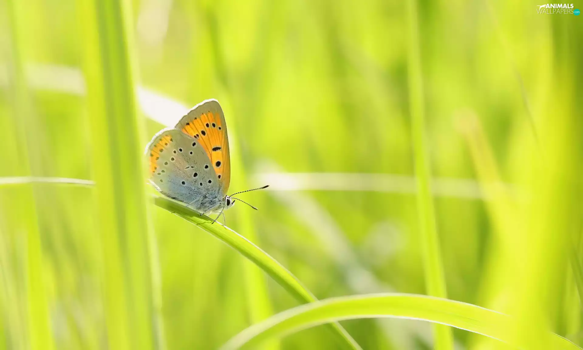 butterfly, grass, blades, Large Copper