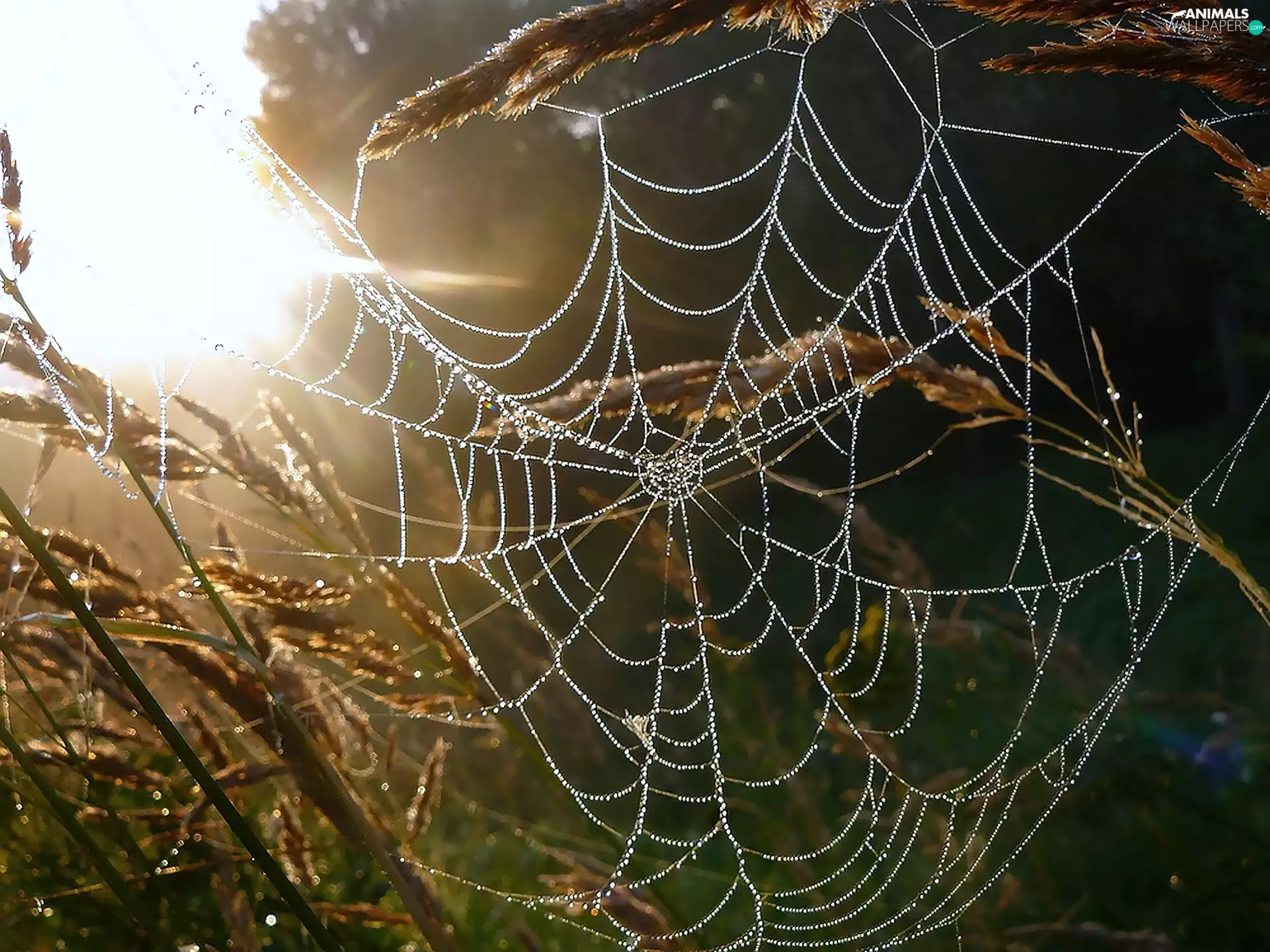 blades, Web, droplets, grass