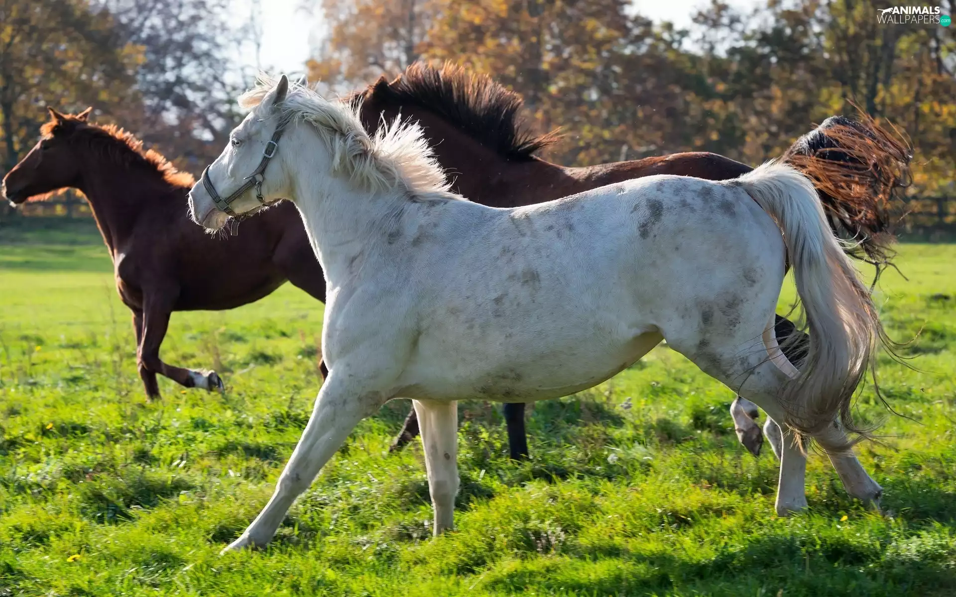 grass, Three, bloodstock