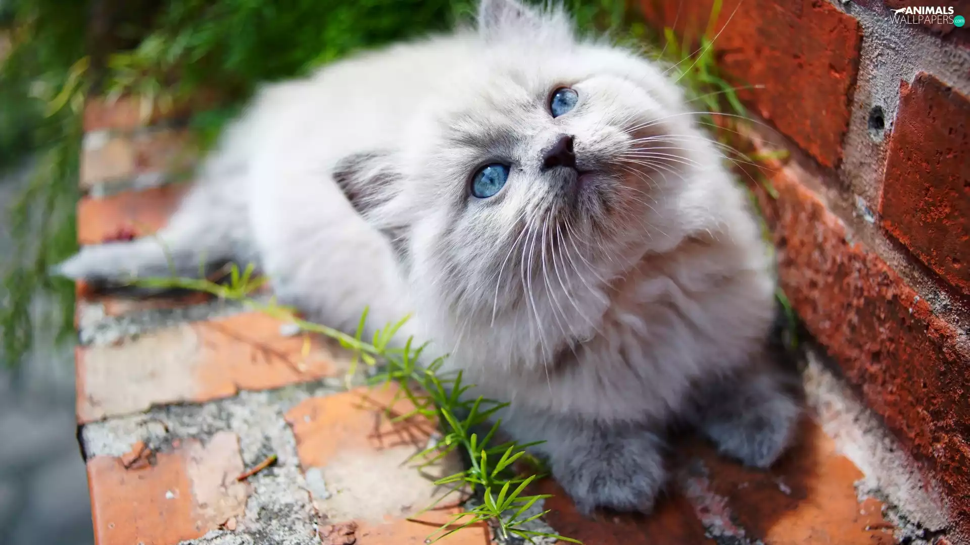 ledge, grass, Blue, Eyes, cat