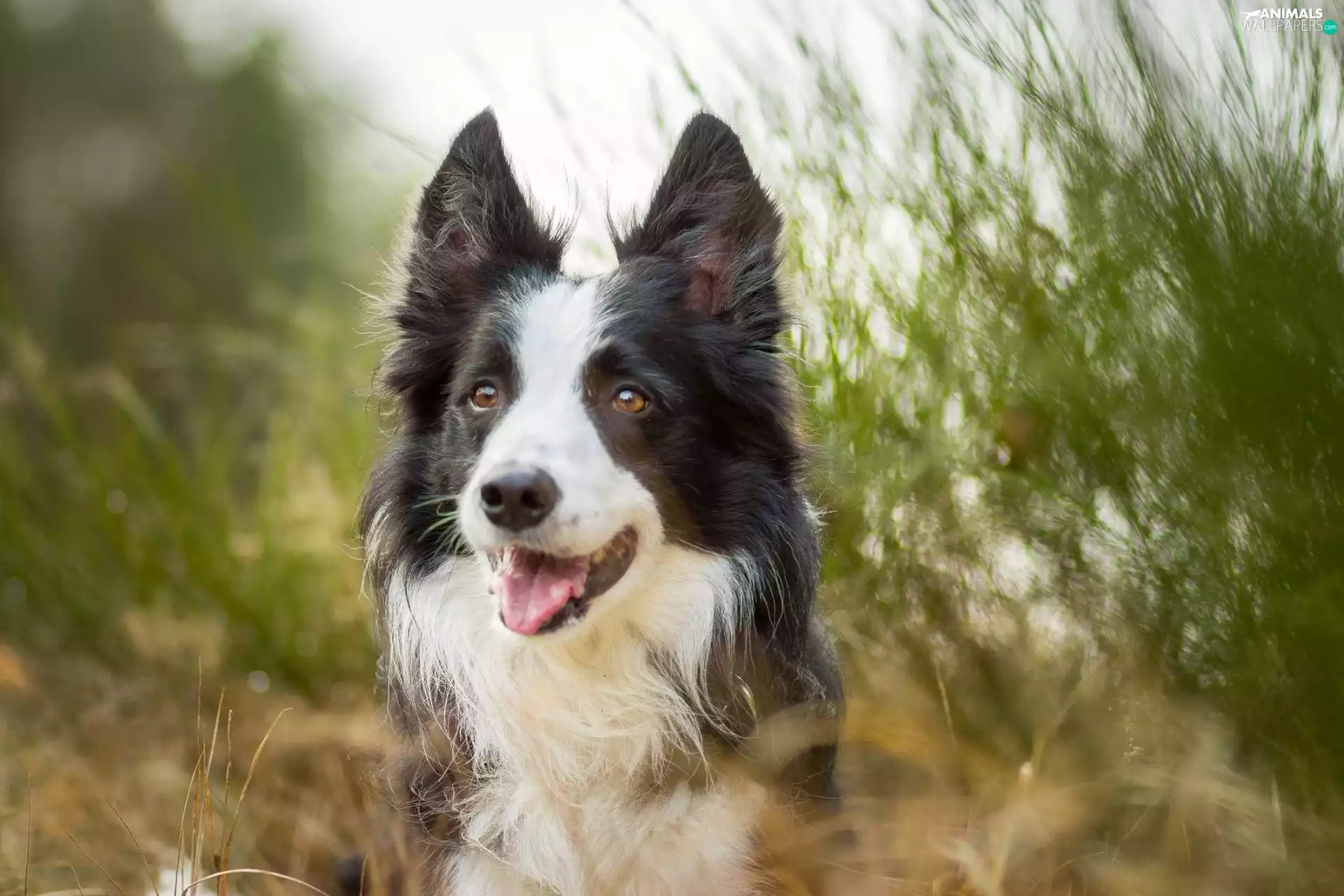 dog, grass, blur, Border Collie