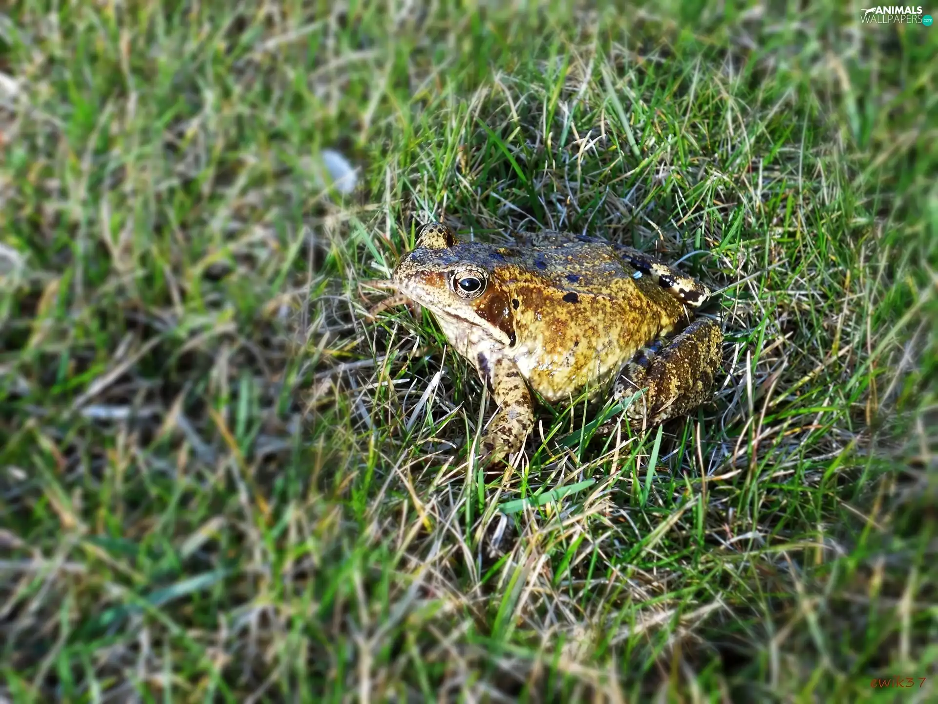 blur, strange frog, grass