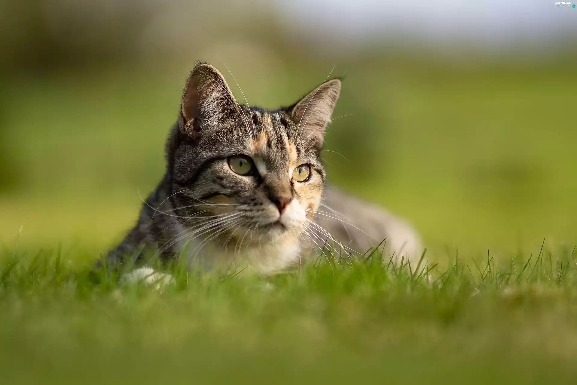 cat, grass, blur, The look