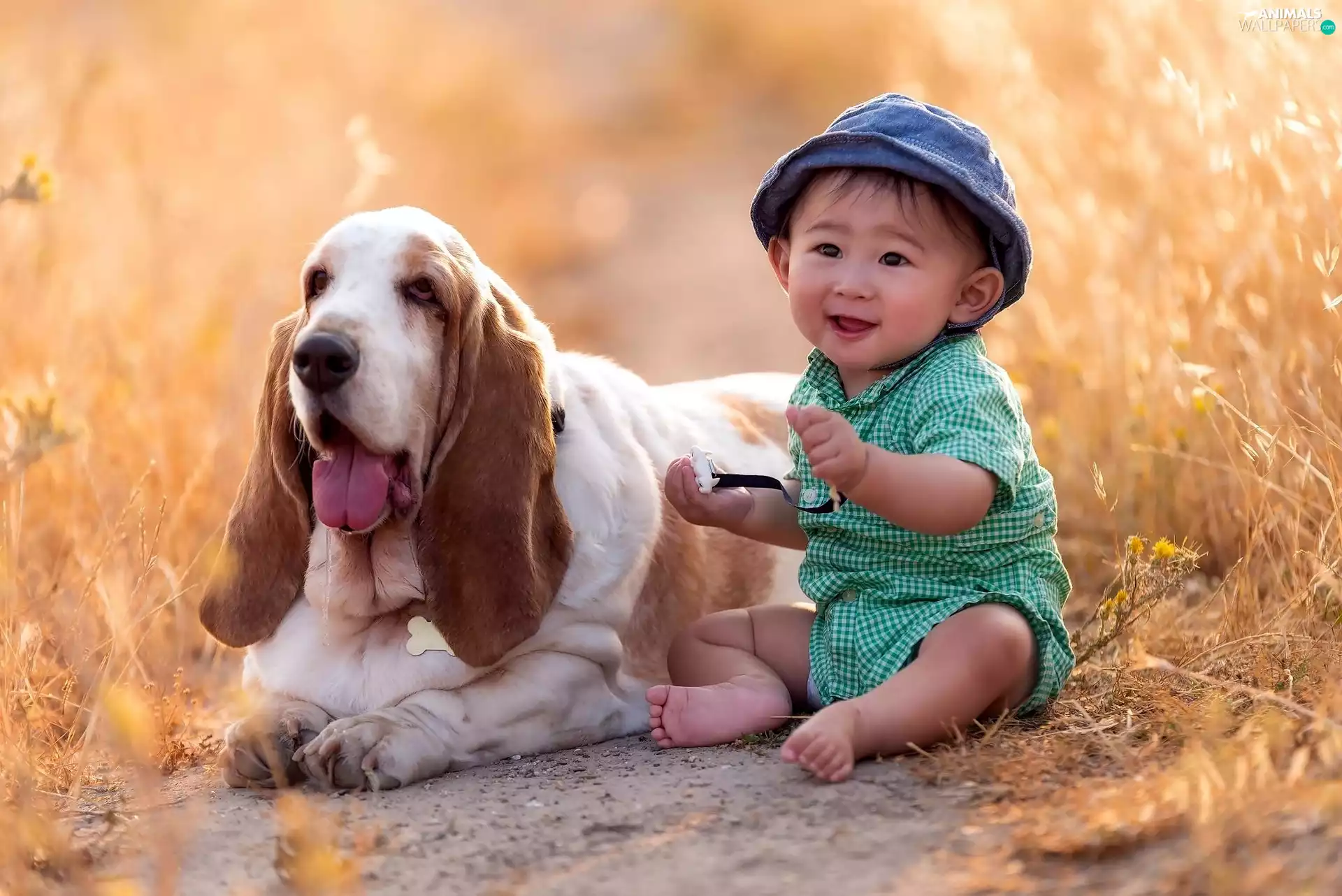 dog, small, Meadow, grass, basset, boy