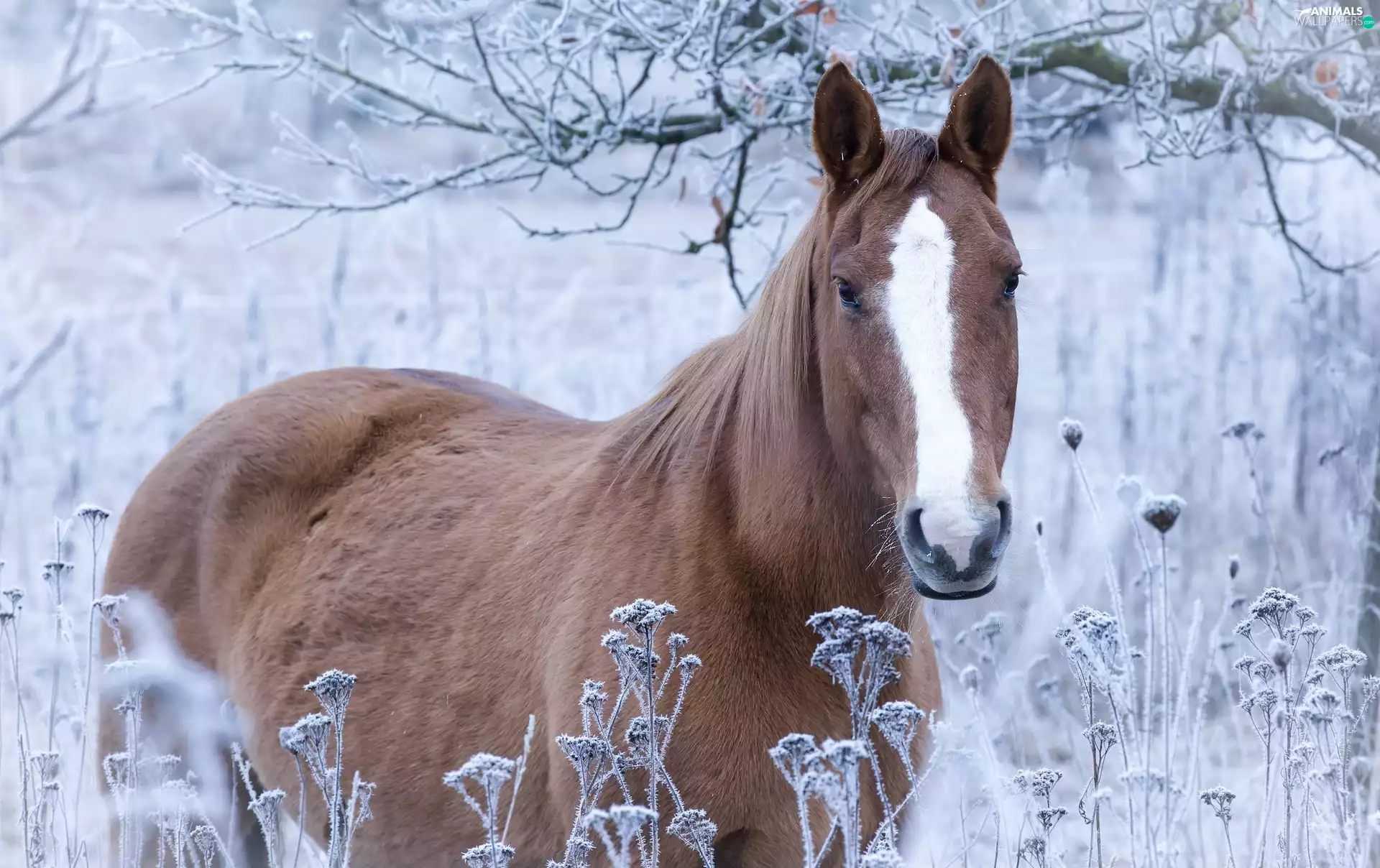 Horse, grass, branch pics, frosted