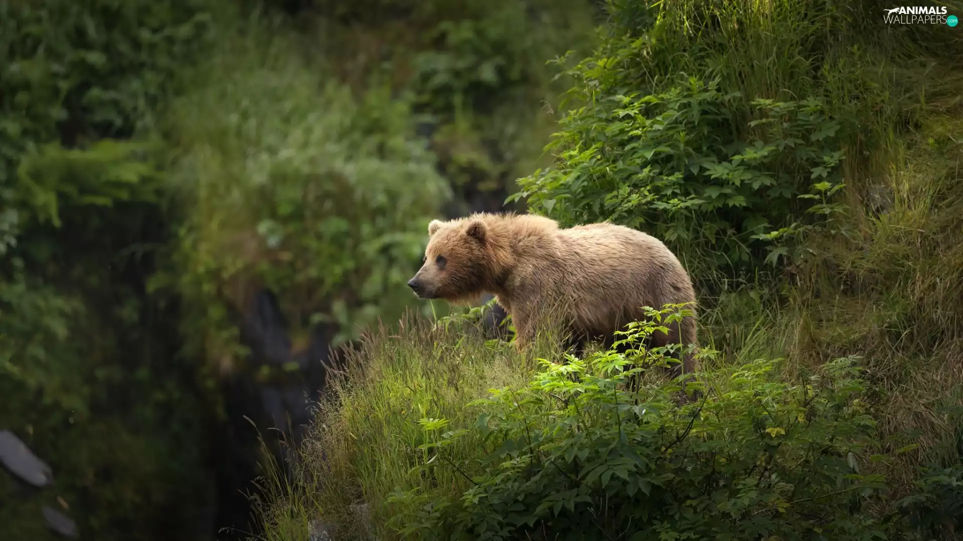 Plants, grass, brown, scarp, Bear