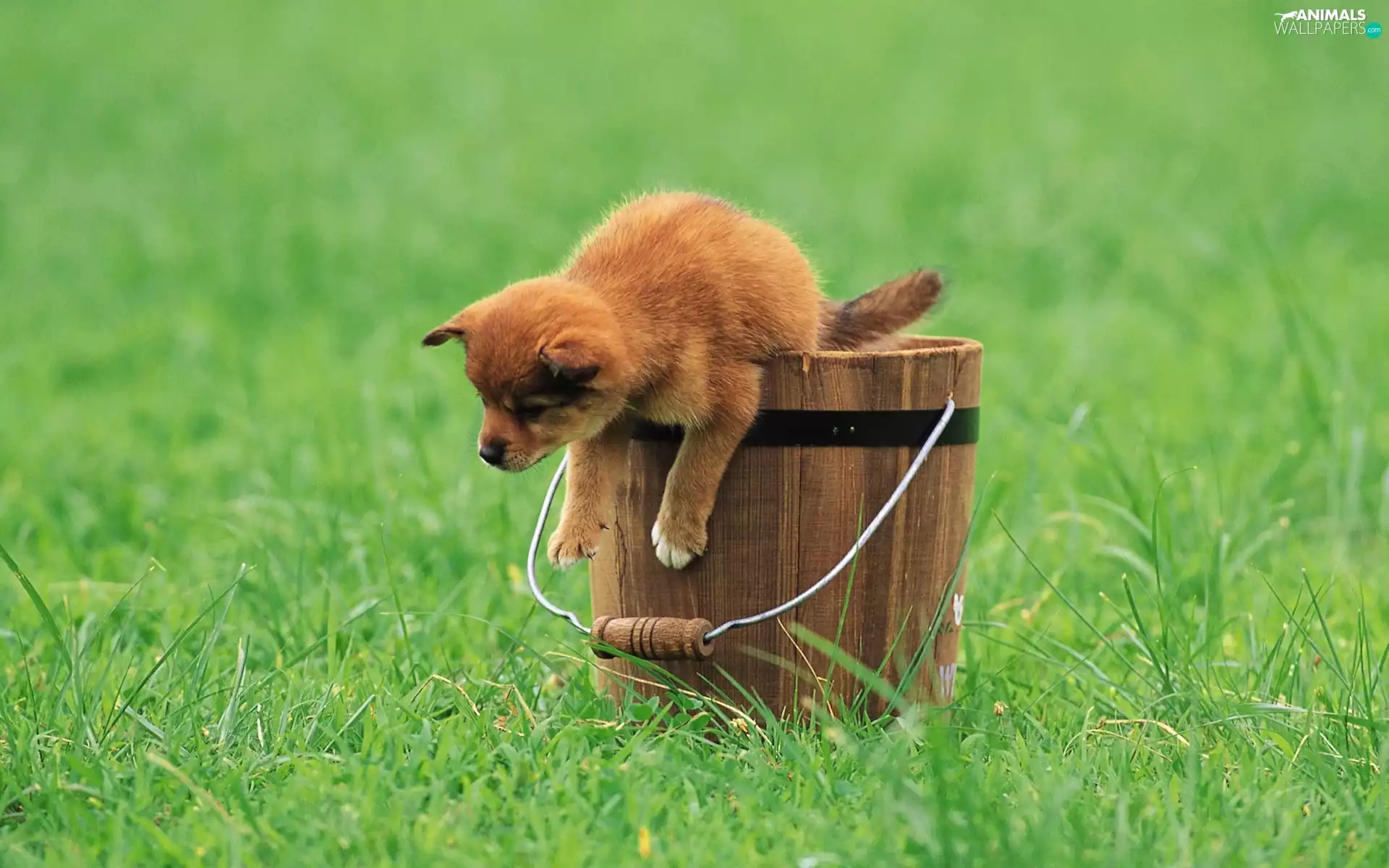 grass, Puppy, Bucket